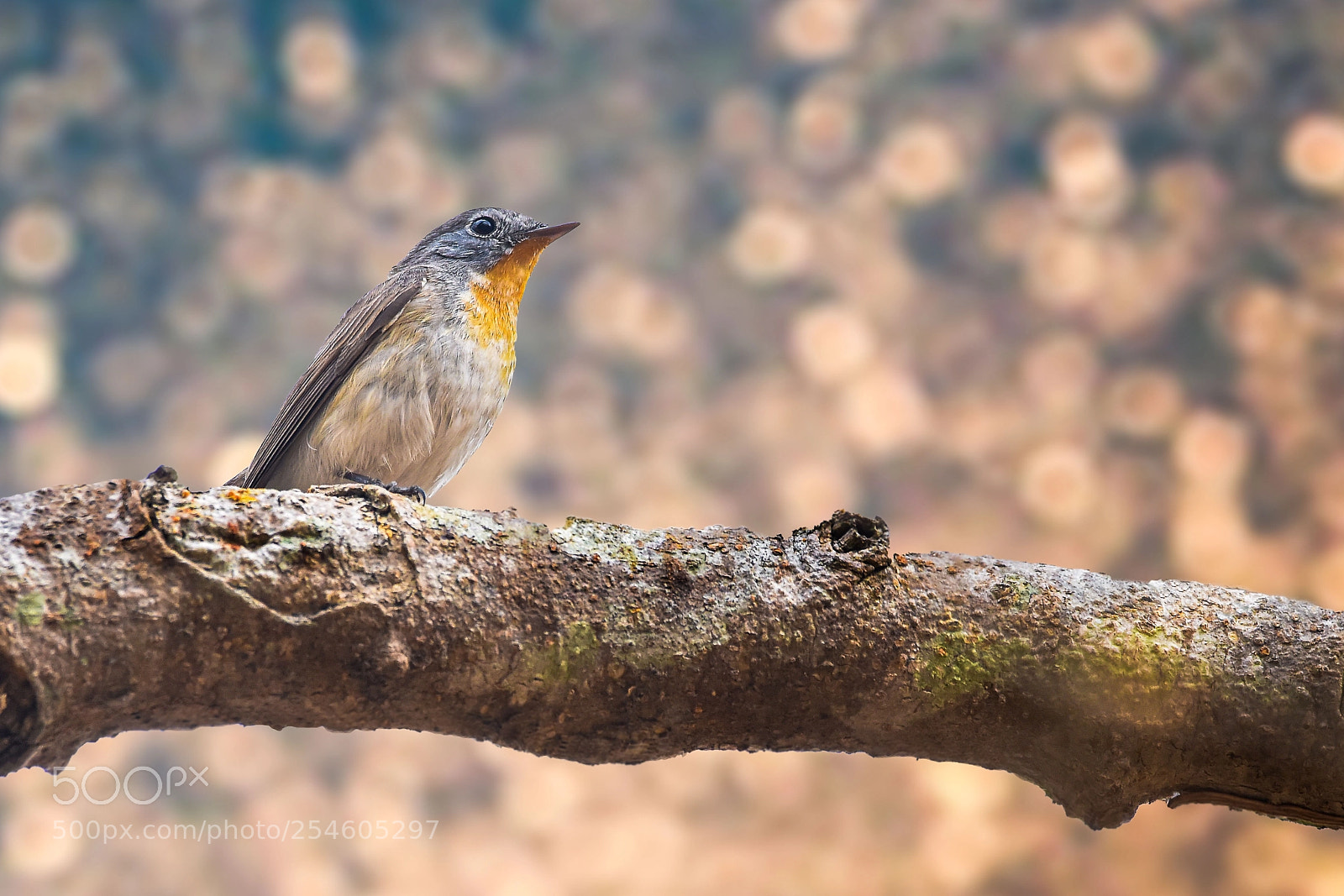 Nikon D810 sample photo. Taiga flycatcher photography
