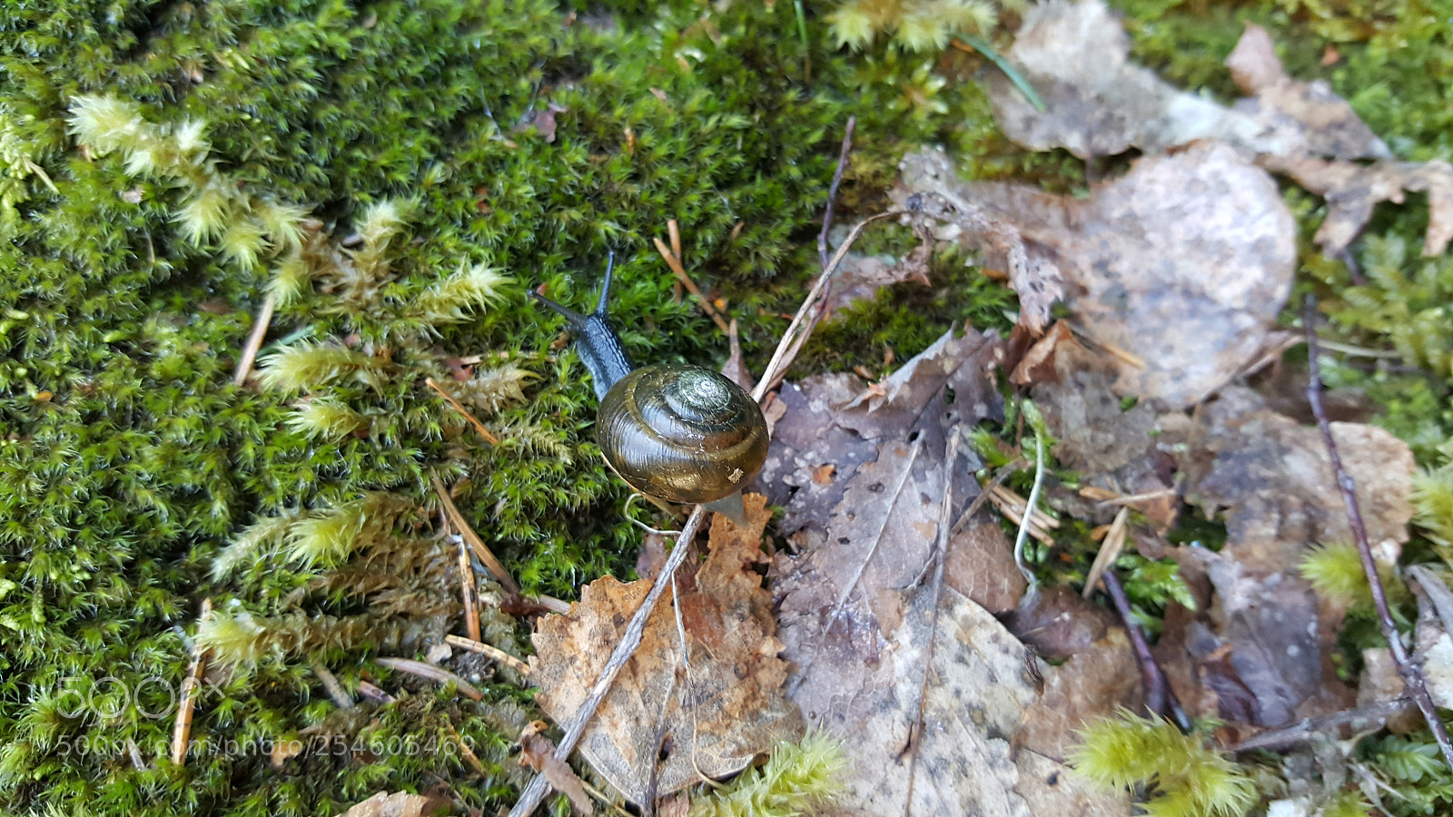 Samsung Galaxy Note5 sample photo. Untitled photography