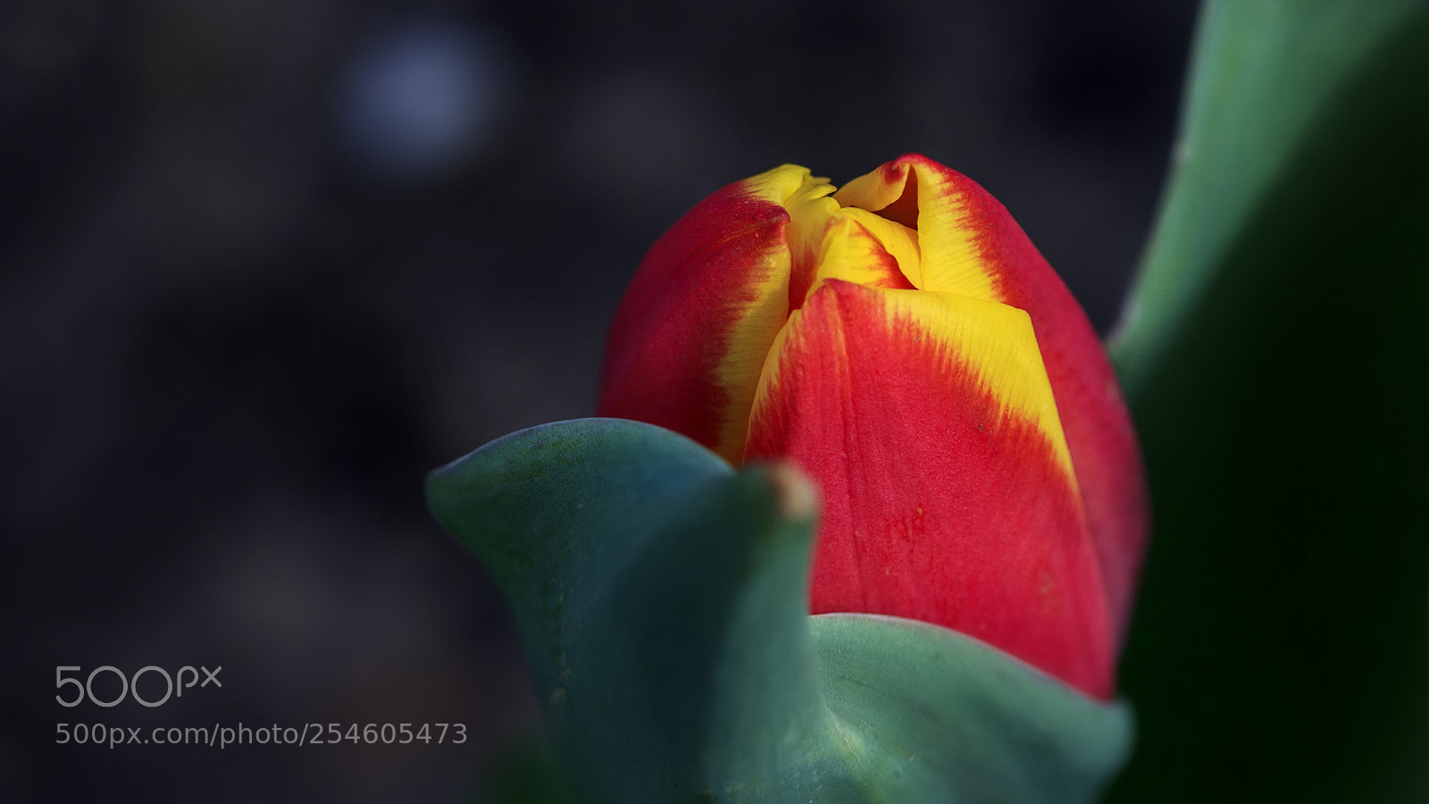 Canon EOS 60D sample photo. Spring tulip photography