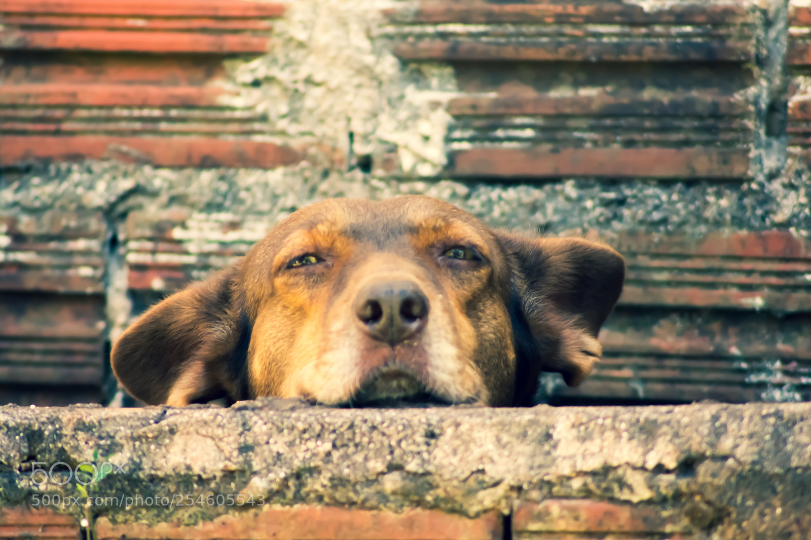 Nikon D5200 sample photo. Doguinha photography