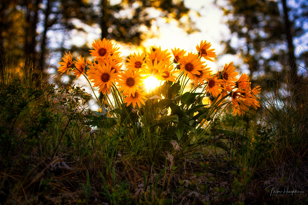 Sunrise through wild mountain daisies., автор — Mike Houghton на 500px.com