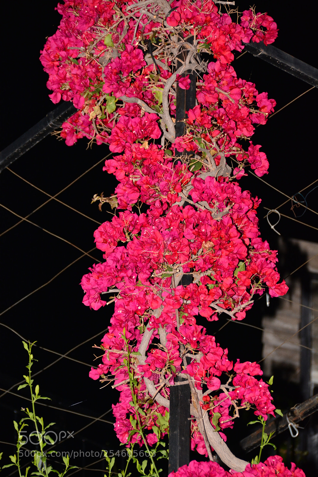 Nikon D7100 sample photo. Erdemit photography