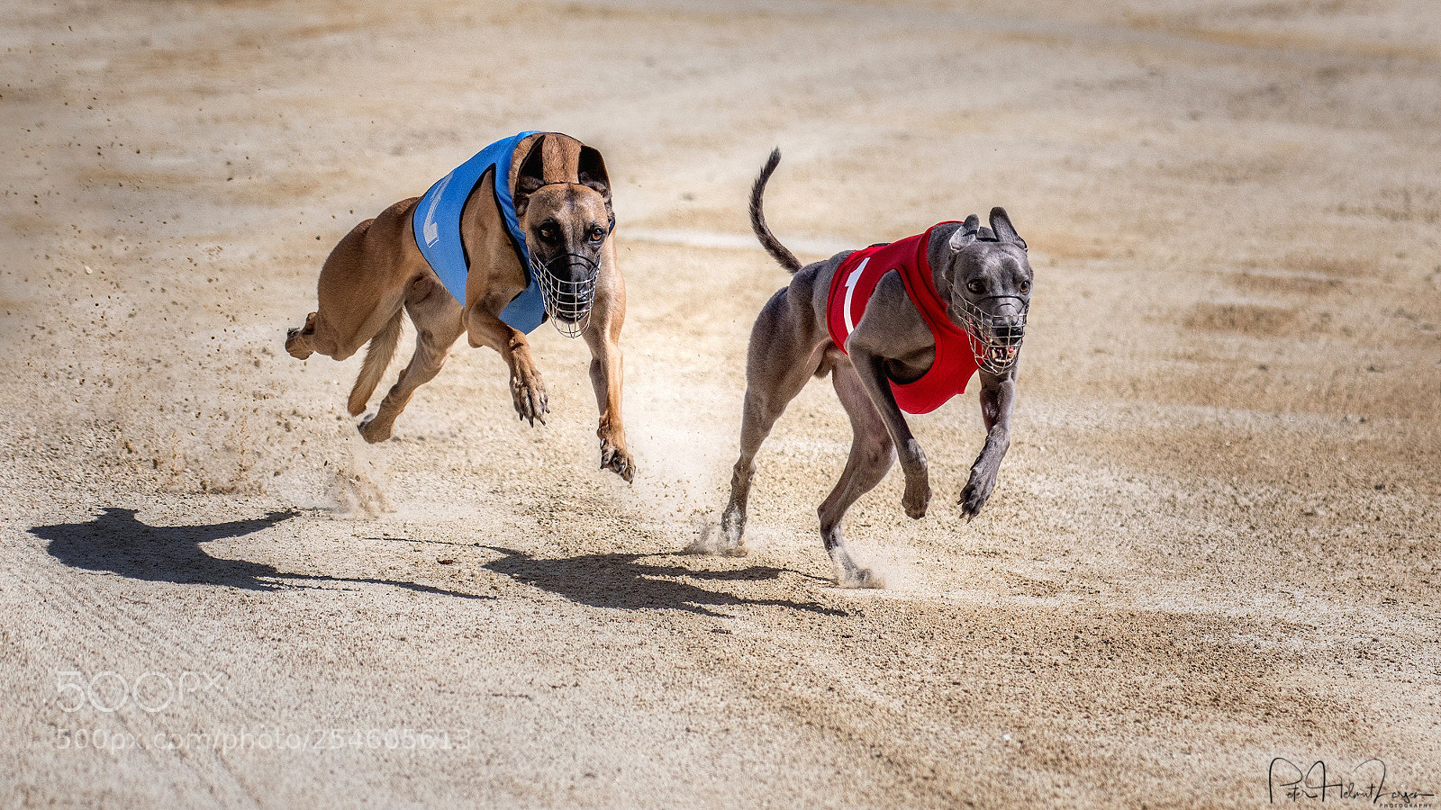 Nikon D500 sample photo. Greyhound race photography