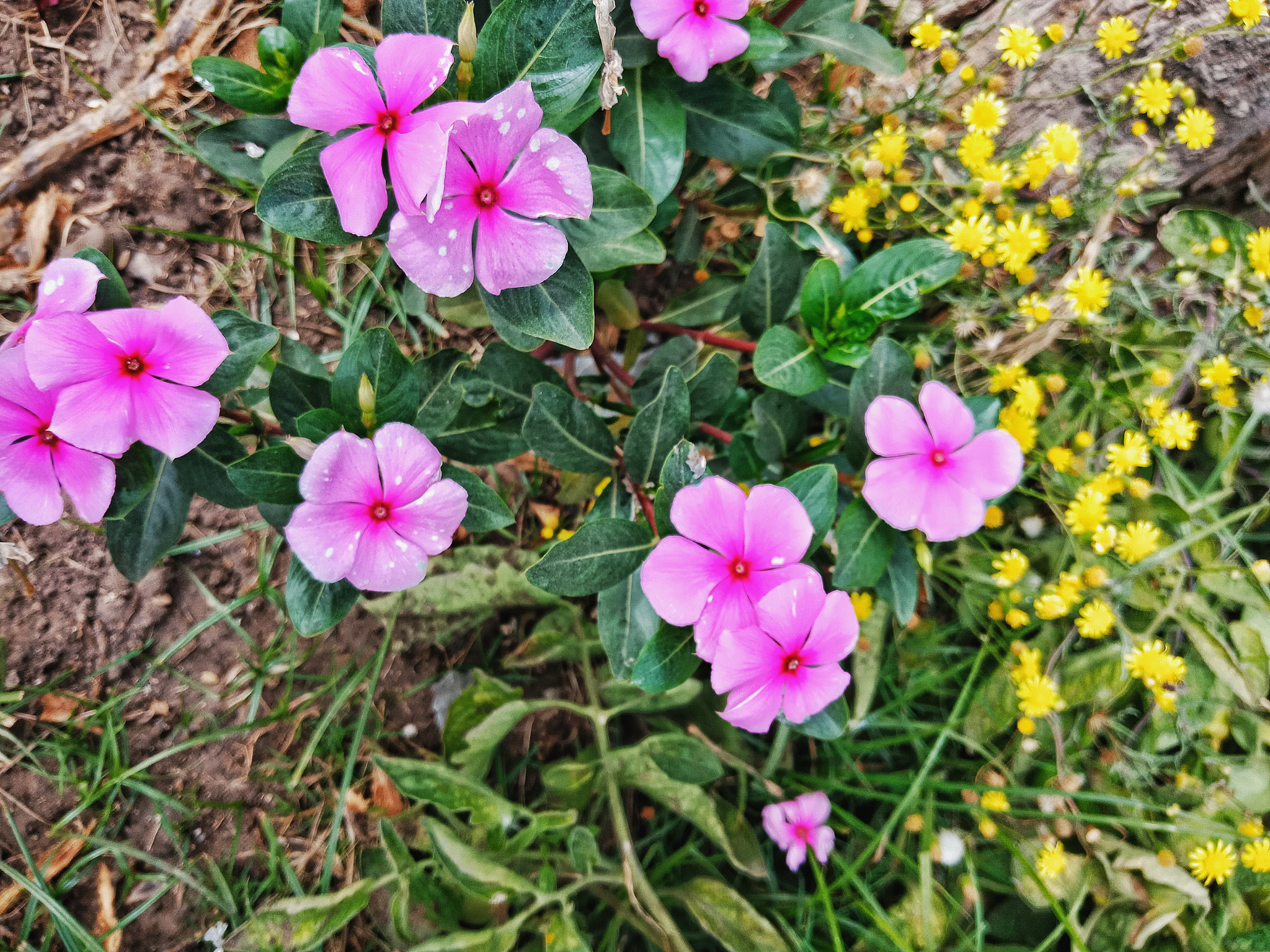 OPPO CPH1723 sample photo