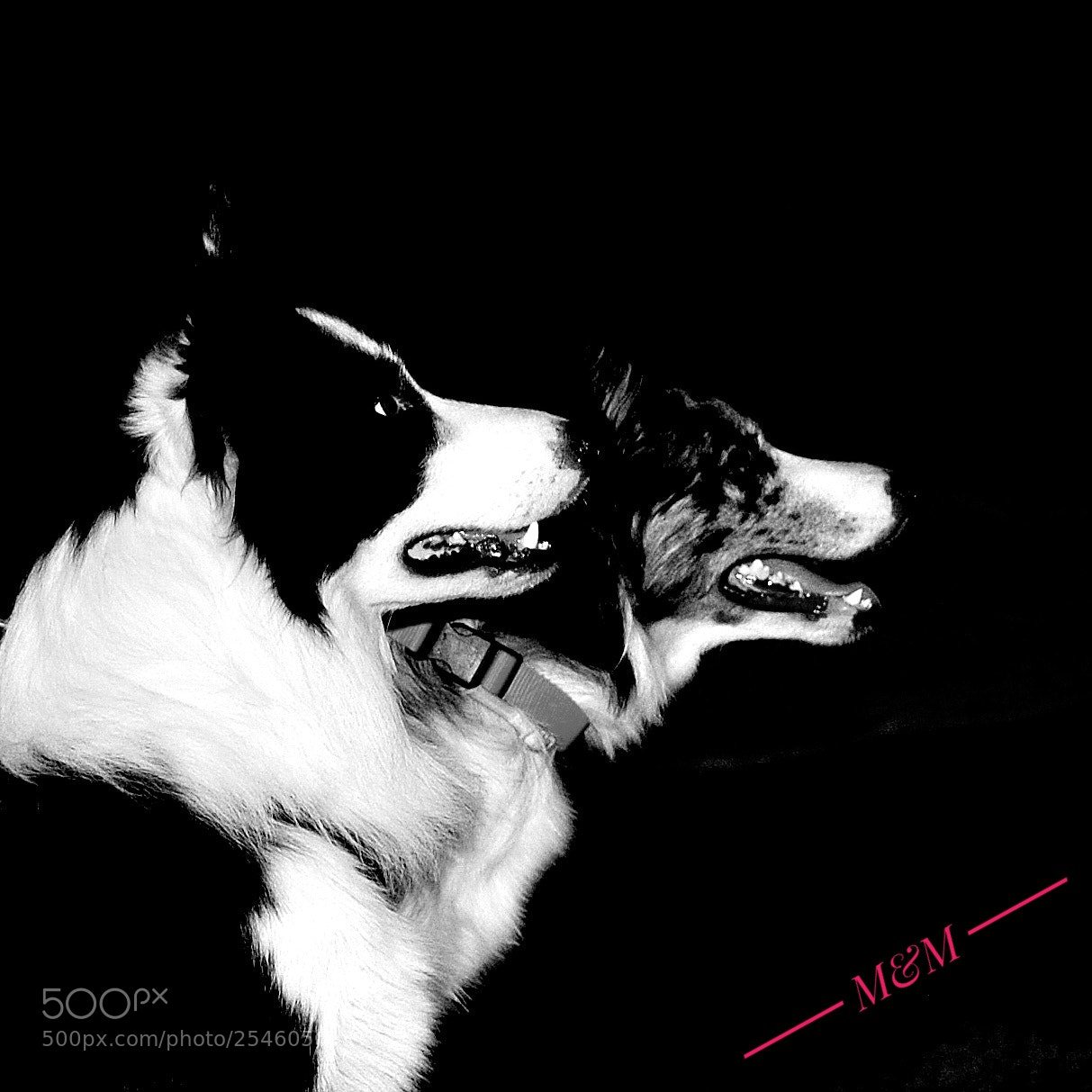 Nikon D3000 sample photo. Foto animalia photography