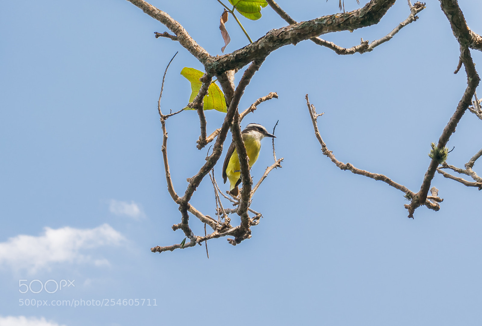 Nikon D3300 sample photo. Ibirapuera park photography