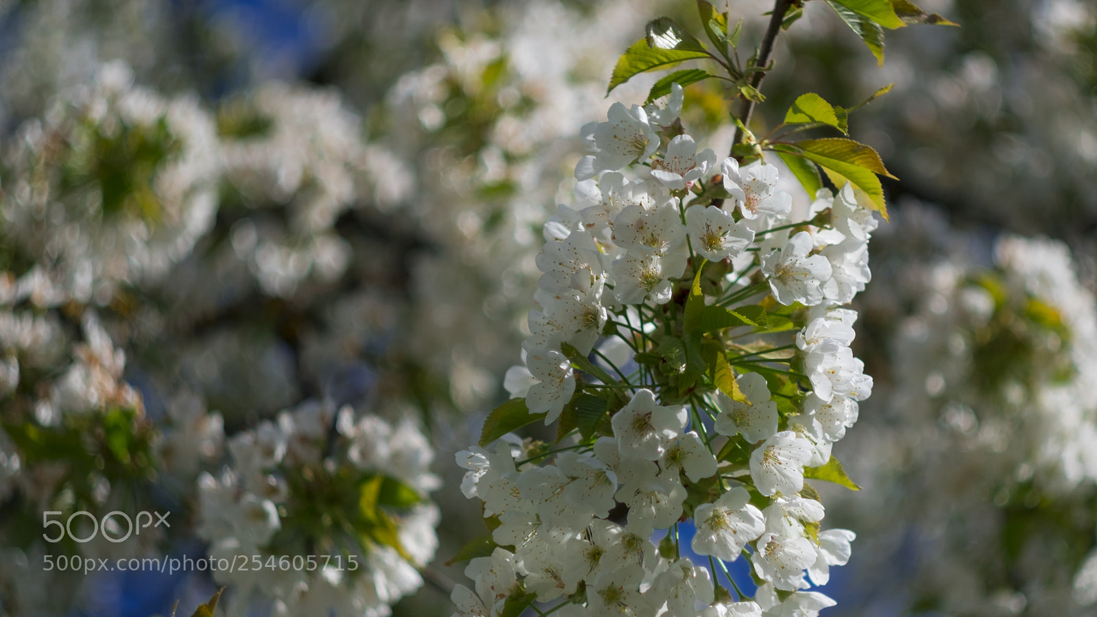 Fujifilm X-T20 sample photo. Cherry blossom photography