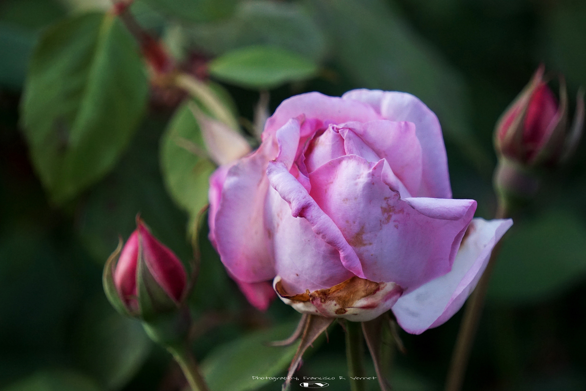 Sony E 55-210mm F4.5-6.3 OSS sample photo. Rose... photography