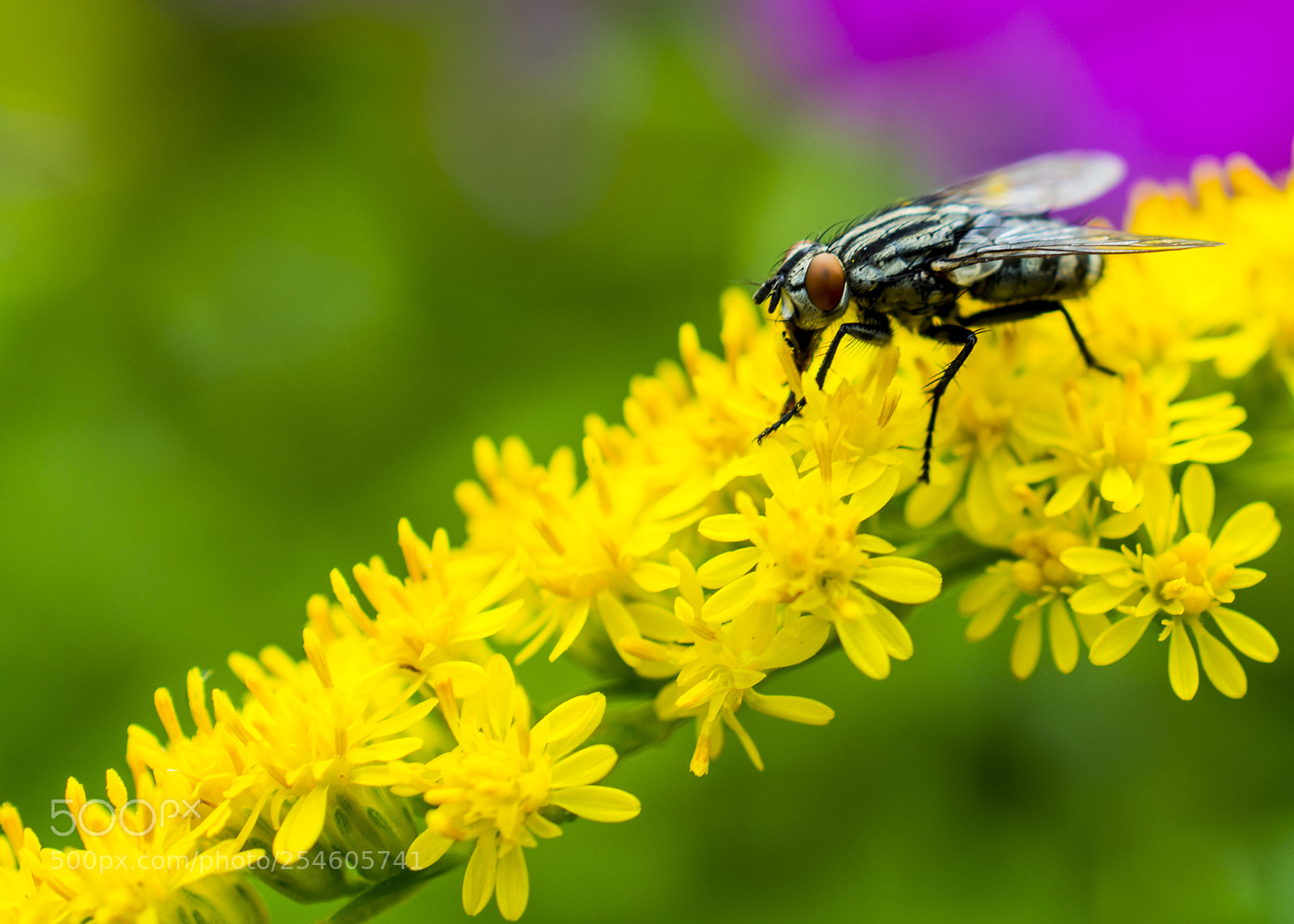 Nikon D7100 sample photo. 2287.jpg photography