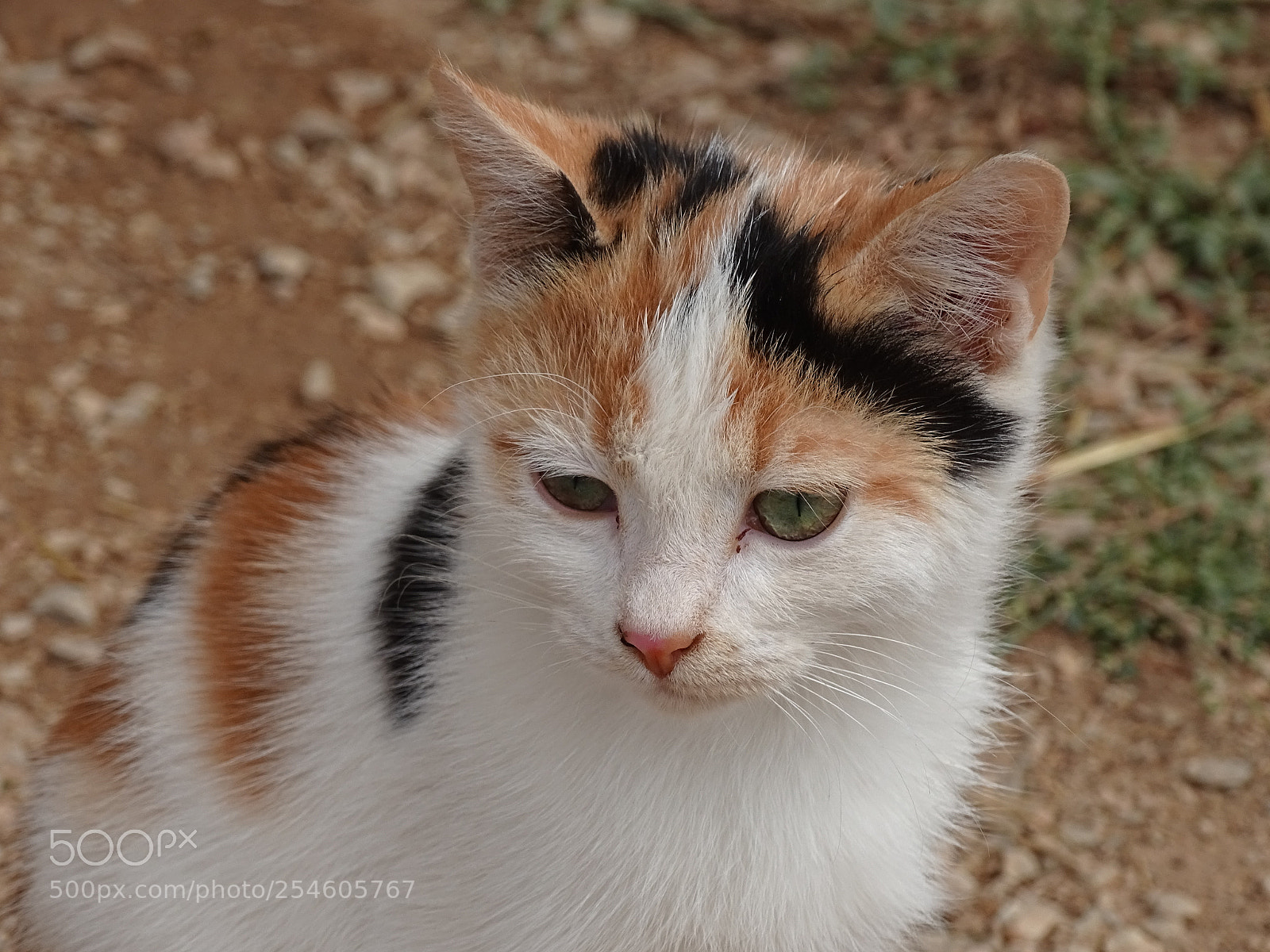 Sony Cyber-shot DSC-HX400V sample photo. Dsc photography