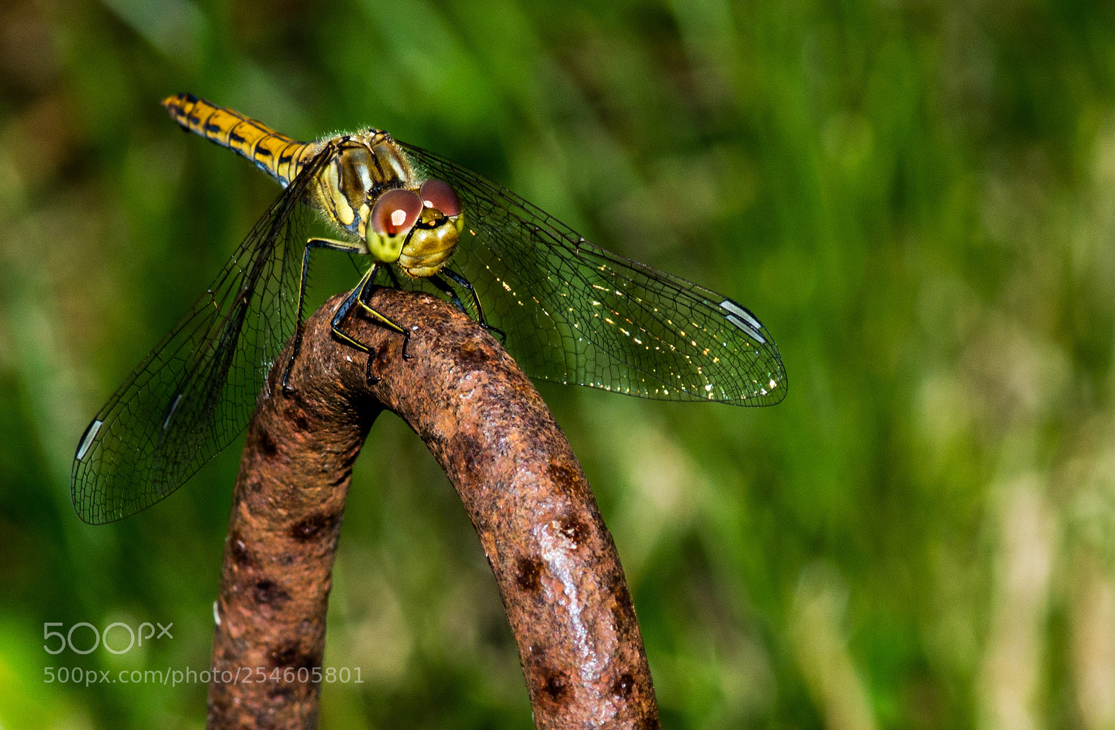 Nikon D7100 sample photo. 4199.jpg photography