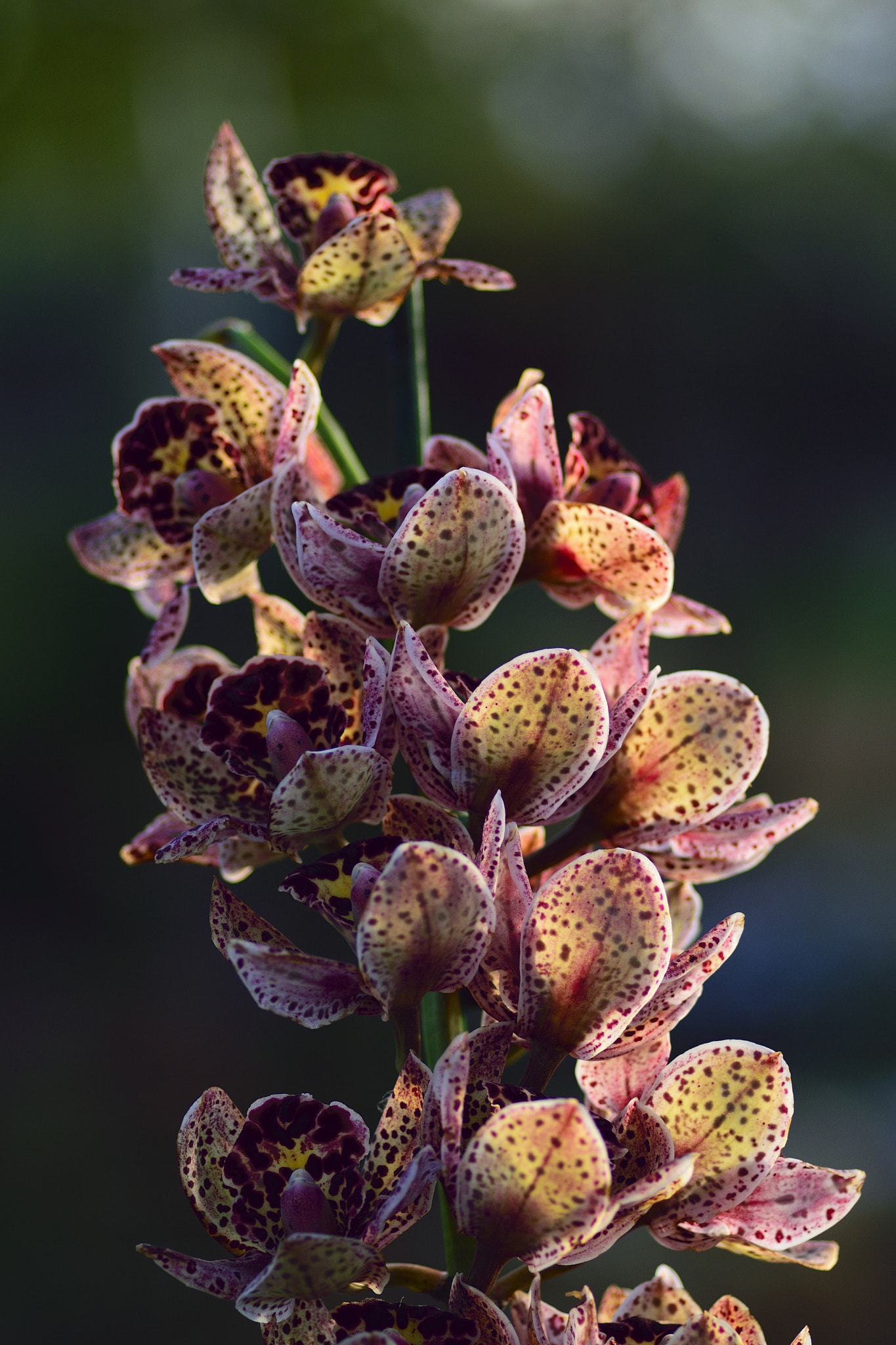 Nikon D5300 sample photo. Orquidea tigre photography