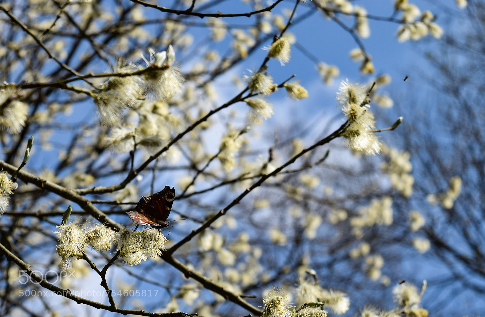 Nikon D3300 sample photo. Spring 4 photography