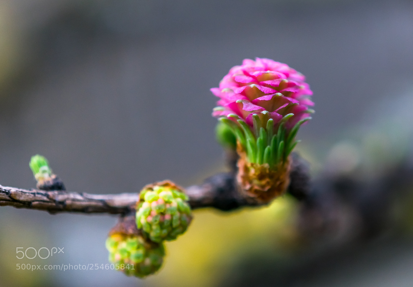 Nikon D3300 sample photo. Larch bloom photography