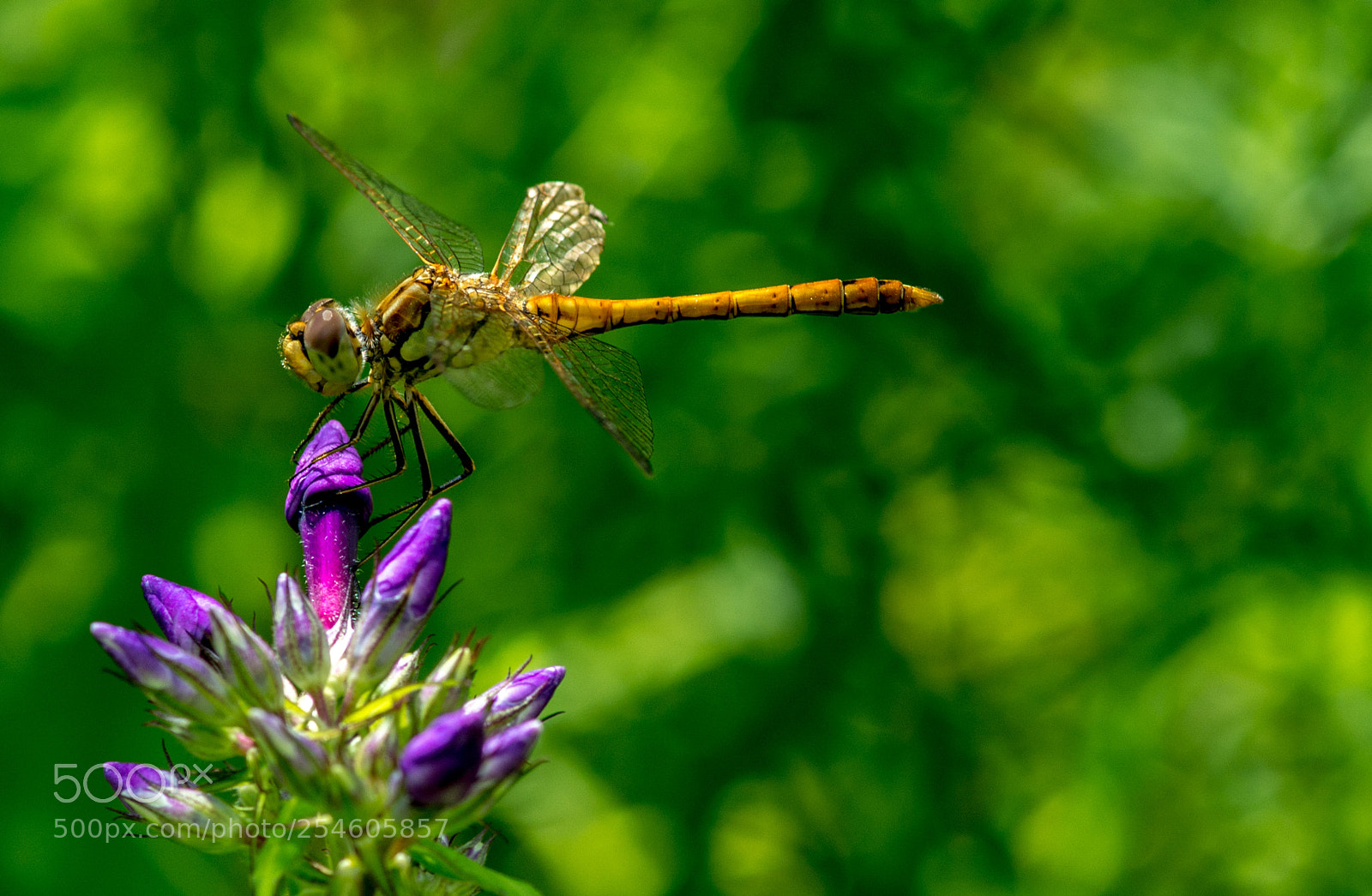 Nikon D7100 sample photo. 4187.jpg photography