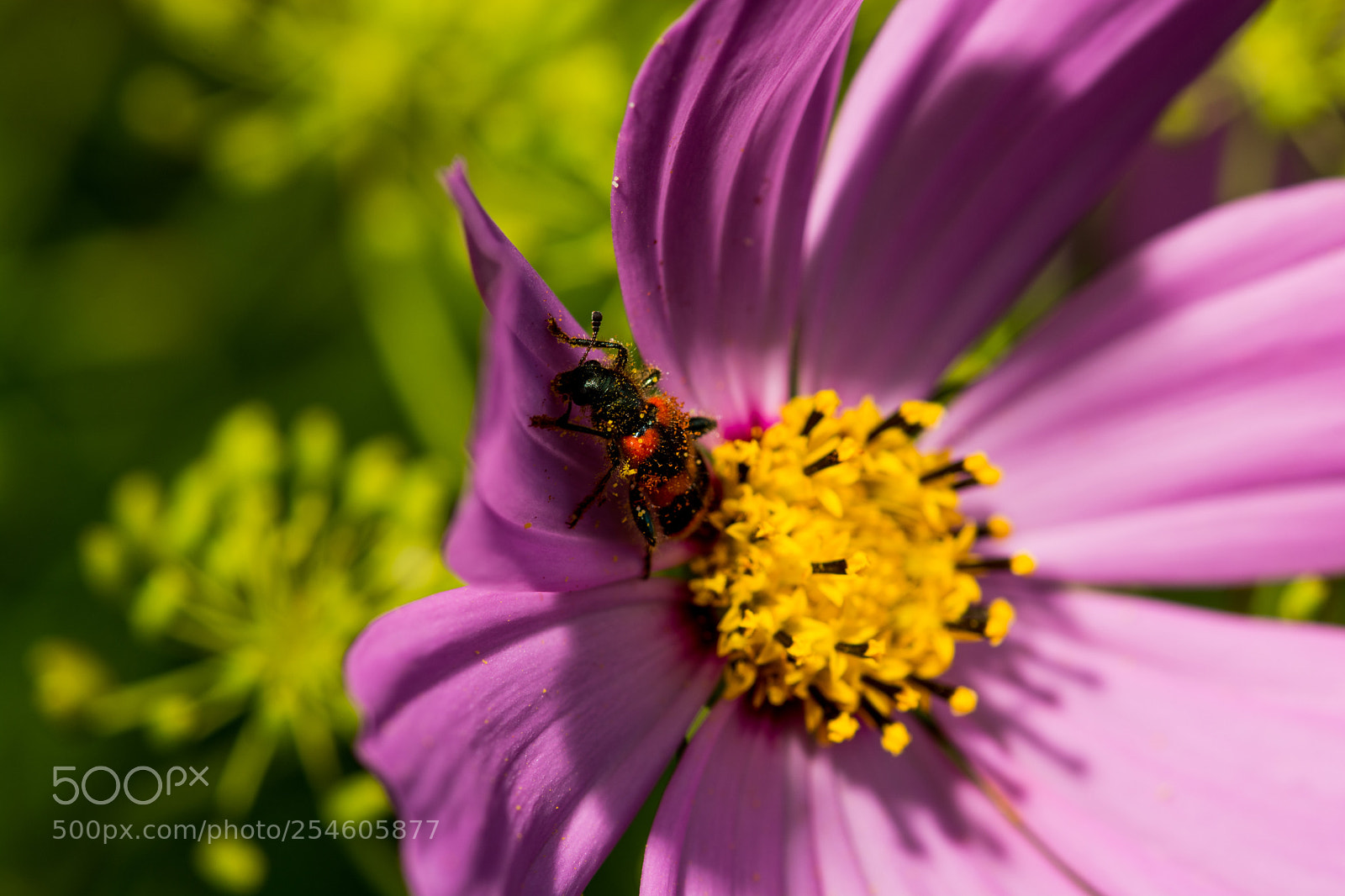 Nikon D7100 sample photo. 4247.jpg photography