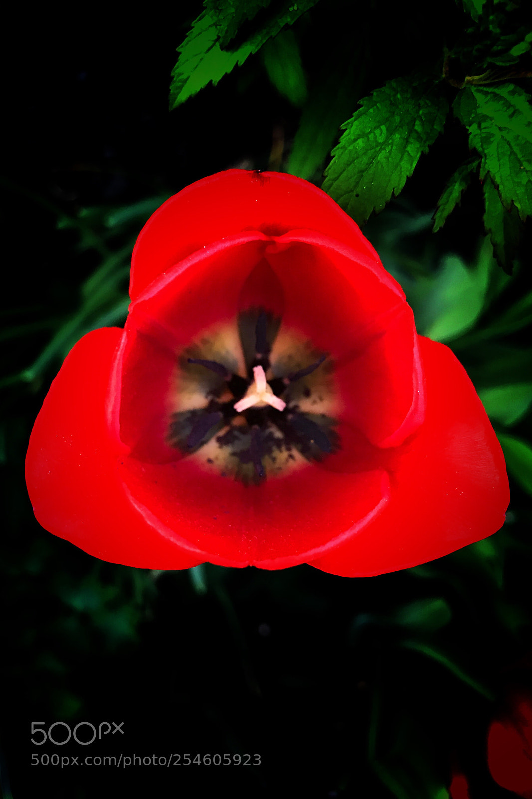 Apple iPhone 7 sample photo. Tulip i photography