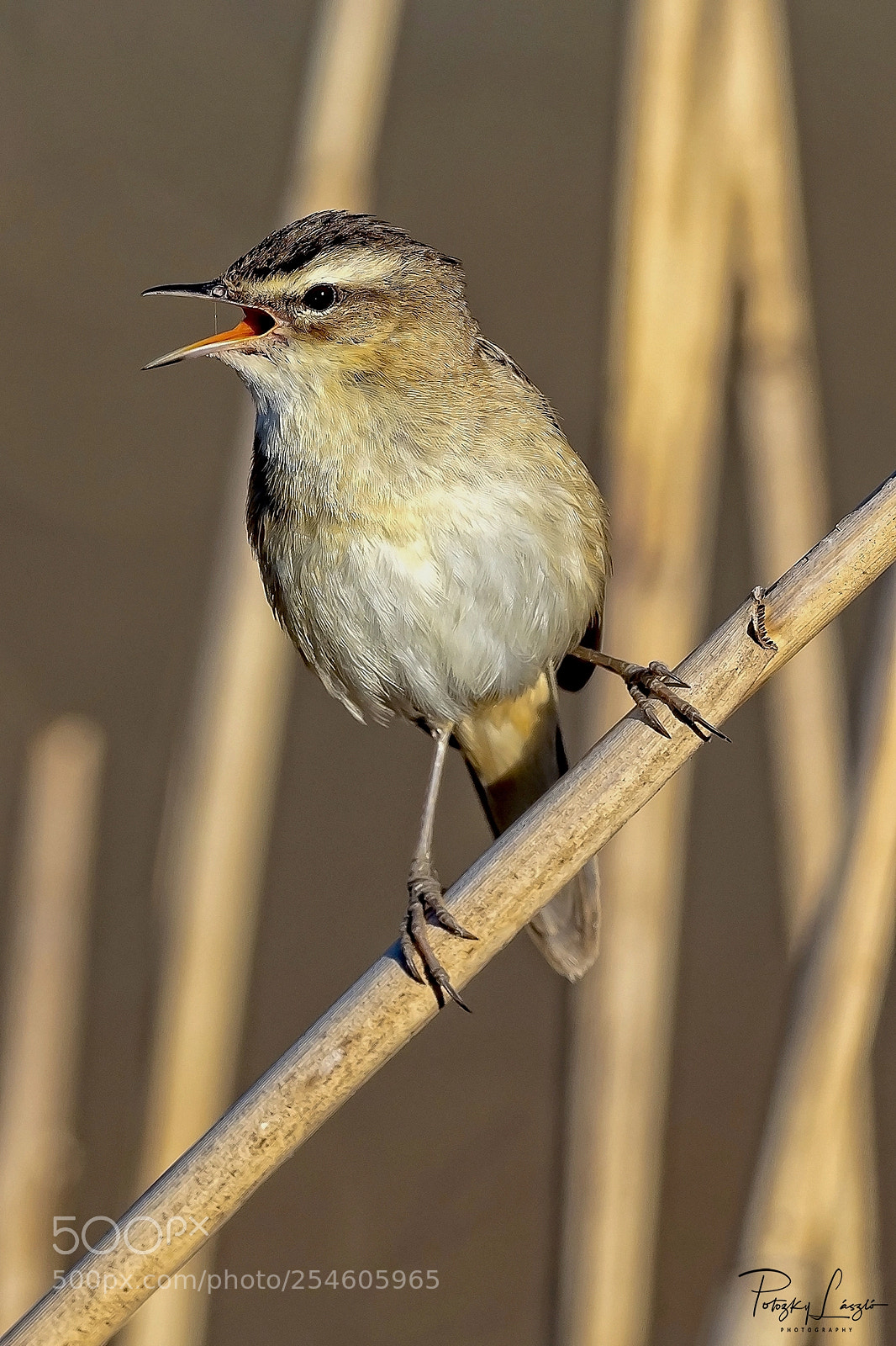 Olympus OM-D E-M1 Mark II sample photo. Sedge warbler photography