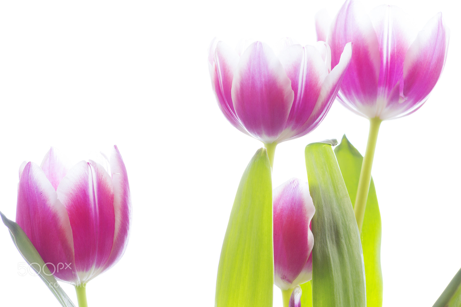Canon EOS 700D (EOS Rebel T5i / EOS Kiss X7i) sample photo. Tulips photography