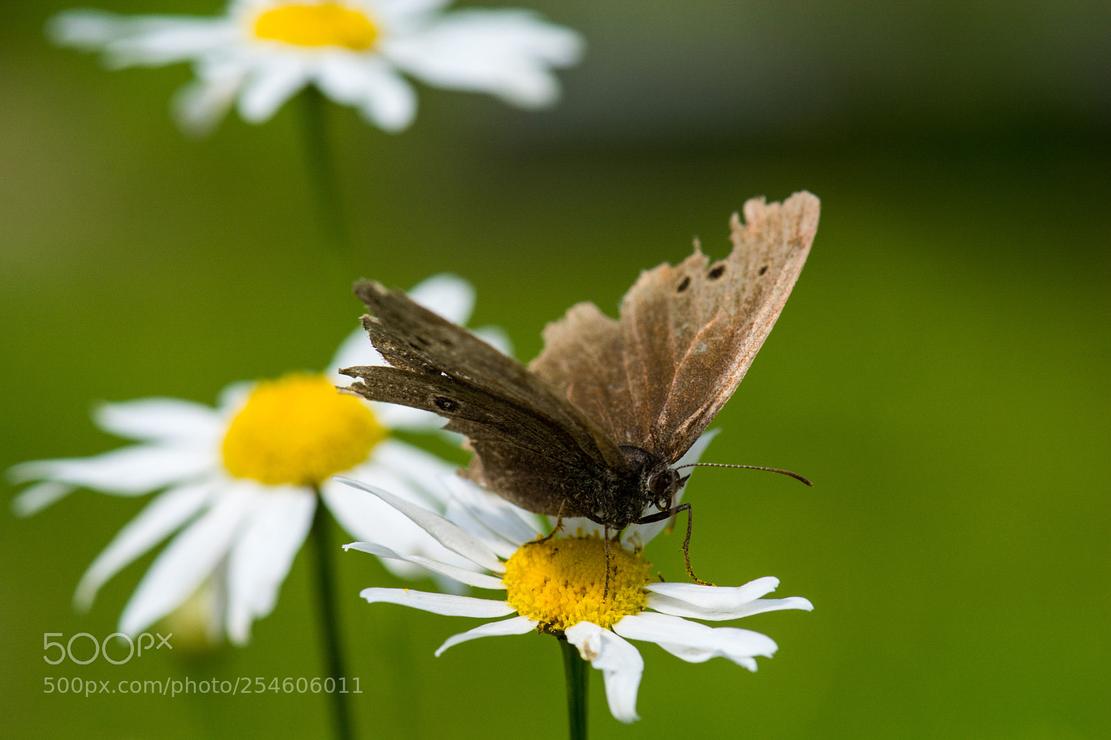 Nikon D7100 sample photo. 4276.jpg photography