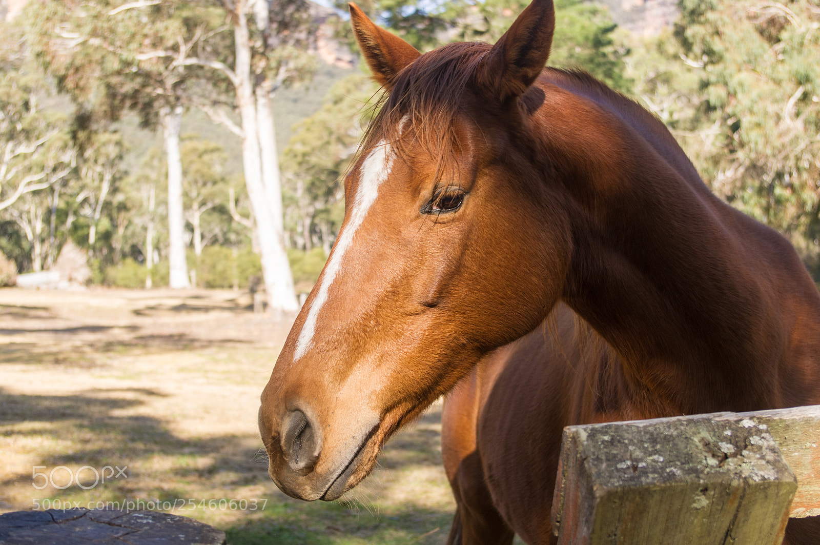 Pentax K-x sample photo. Beautiful horse in the photography