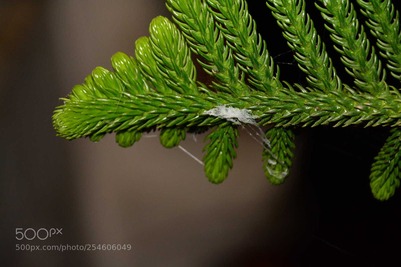 Nikon D7100 sample photo. Erdemit photography