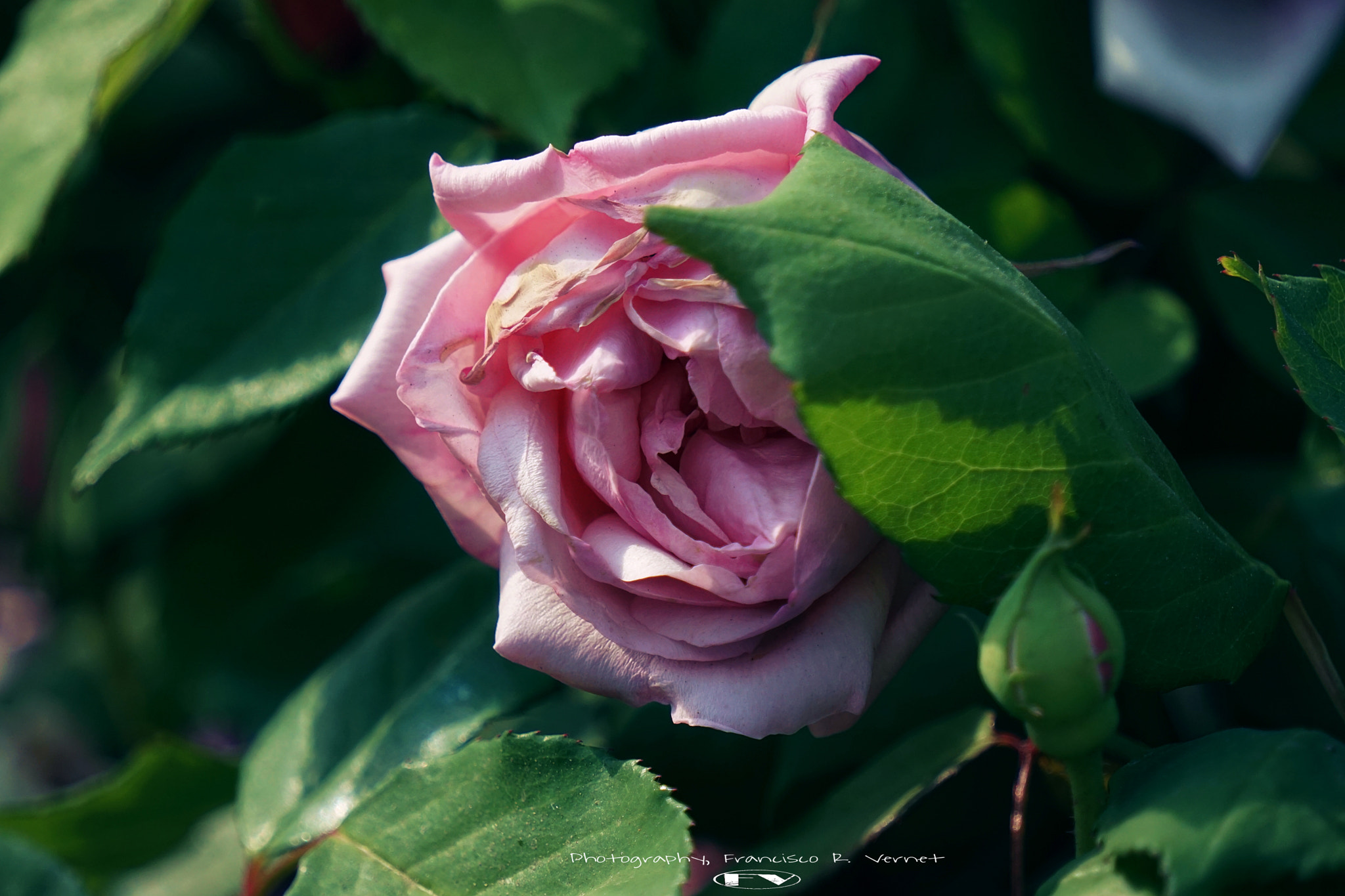 Sony E 55-210mm F4.5-6.3 OSS sample photo. Roses... photography