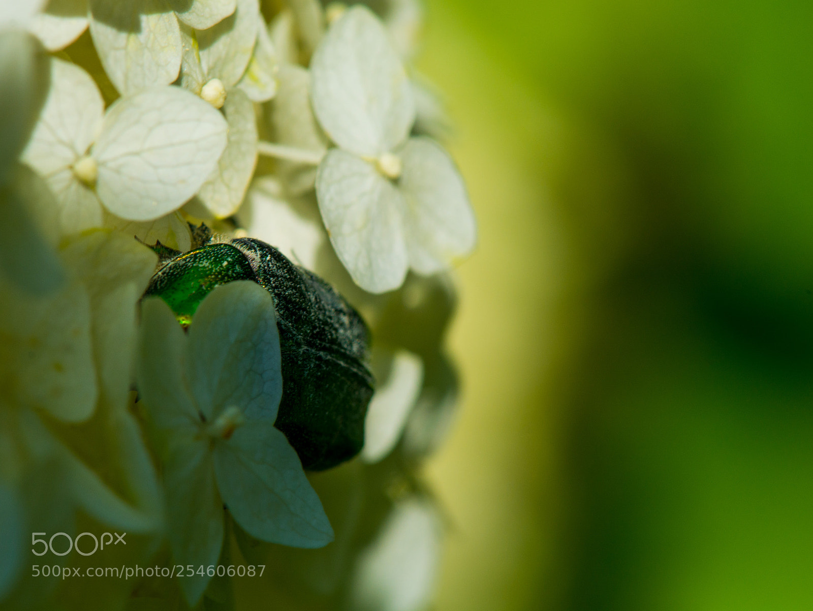 Nikon D7100 sample photo. 4362.jpg photography