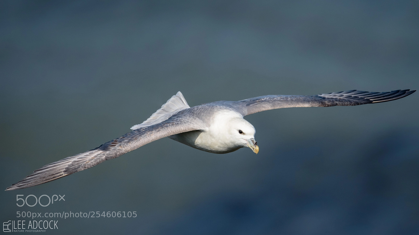 Nikon D7200 sample photo. Fulmar photography