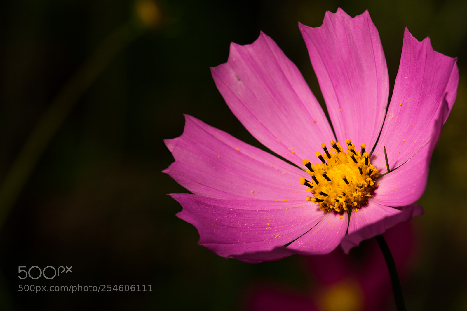 Nikon D7100 sample photo. 4491.jpg photography