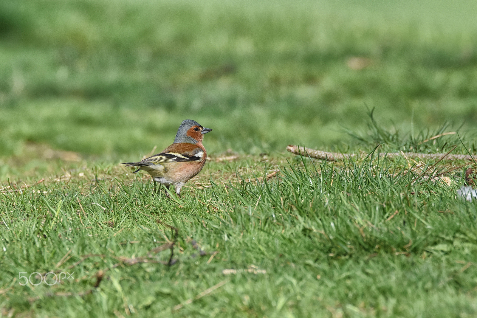 Sigma 150-600mm F5-6.3 DG OS HSM | C sample photo. Pěnkava photography