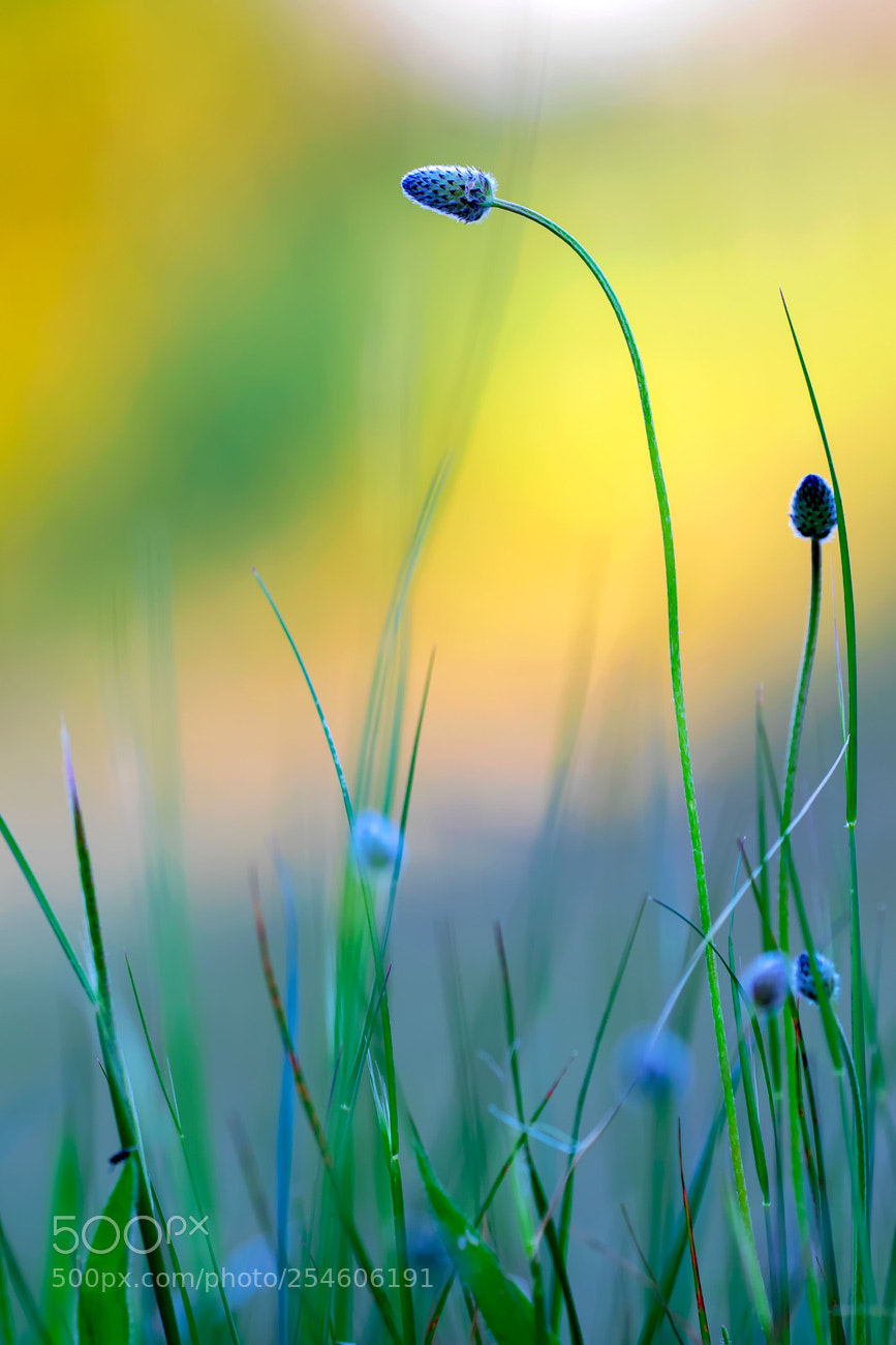 Canon EOS 7D Mark II sample photo. Lights photography