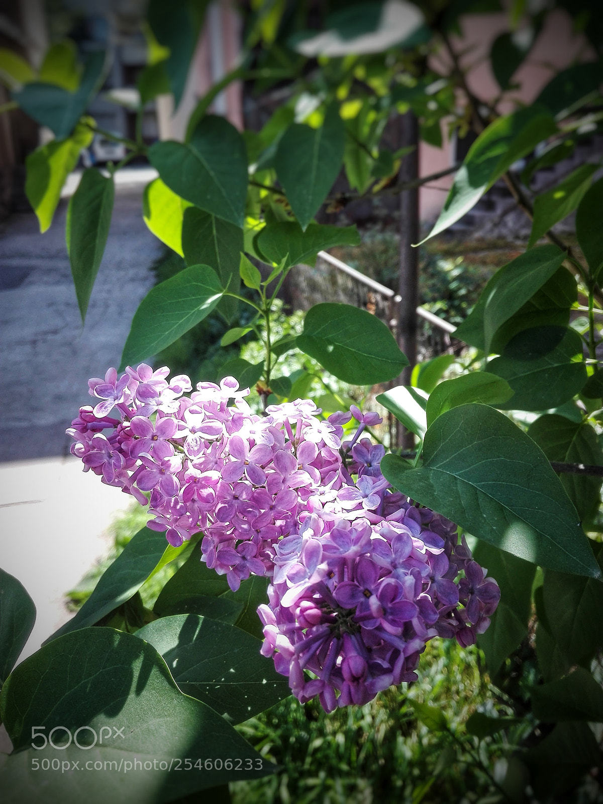 HUAWEI P8 Lite sample photo. Lilac photography