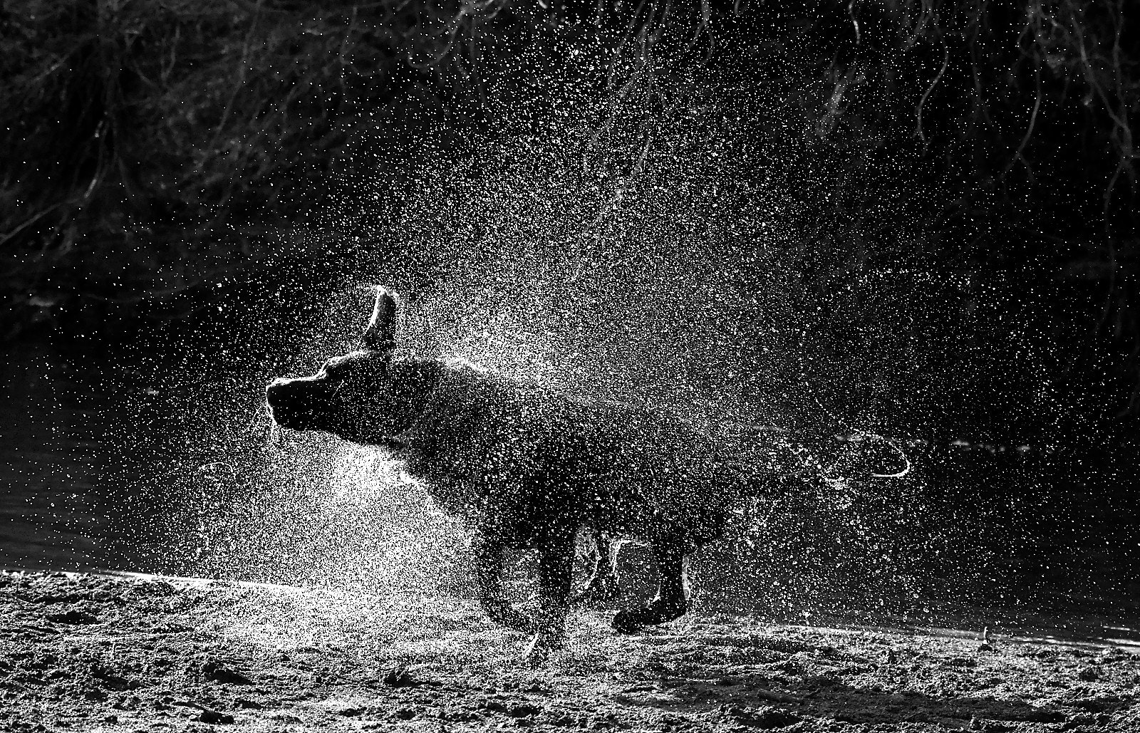 Pentax K-3 + Sigma 70-300mm F4-5.6 Macro sample photo. Wet dog photography