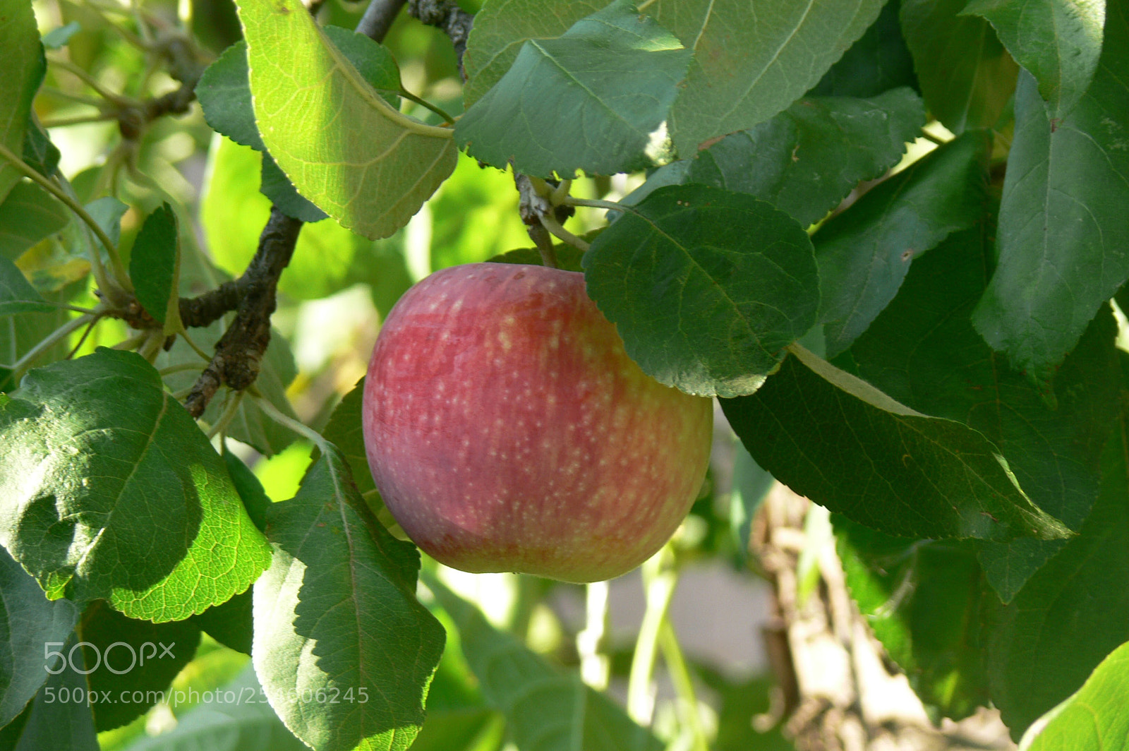 Panasonic DMC-FZ30 sample photo. Untitled photography