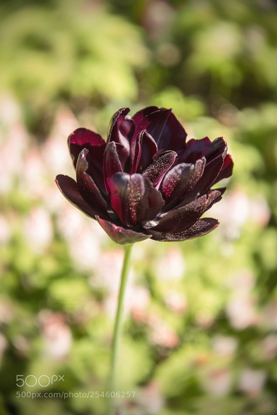 Nikon D610 sample photo. Dark tulip photography