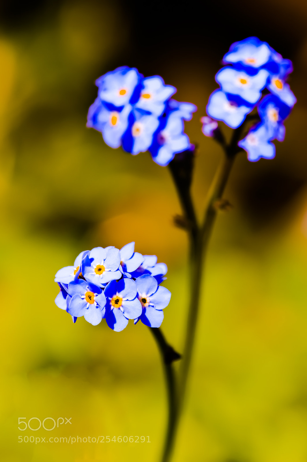 Nikon D3200 sample photo. Forget-me-not photography