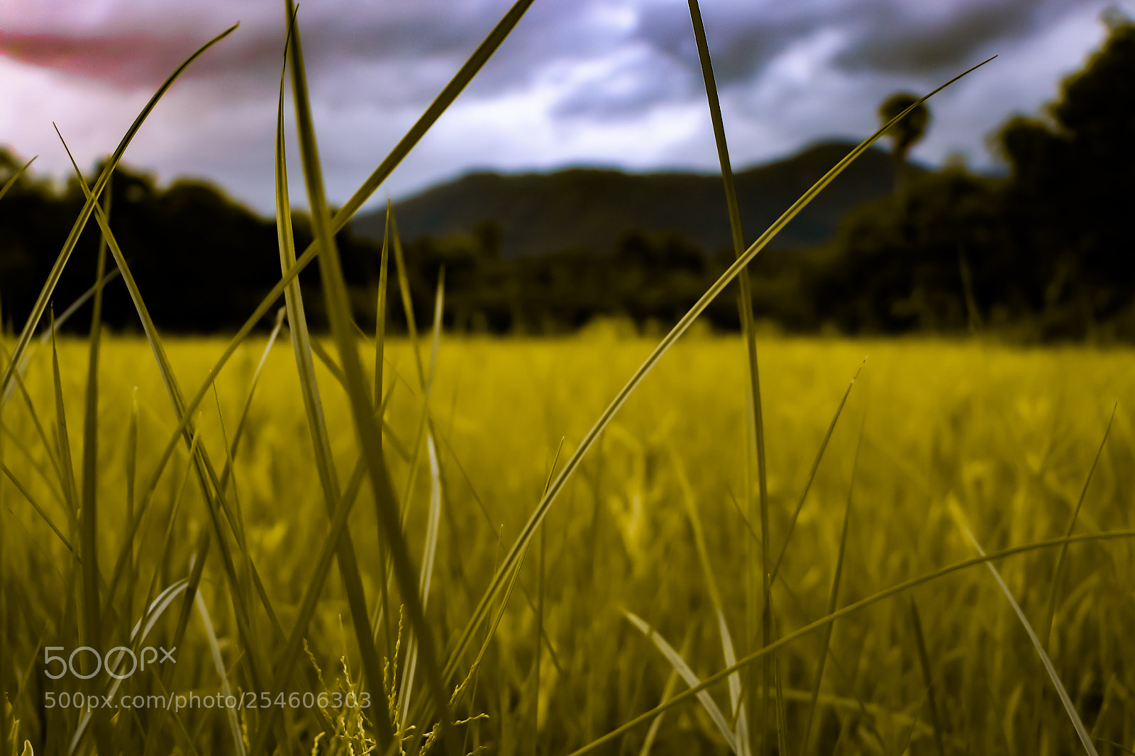Canon EOS 70D sample photo. Paddy field photography
