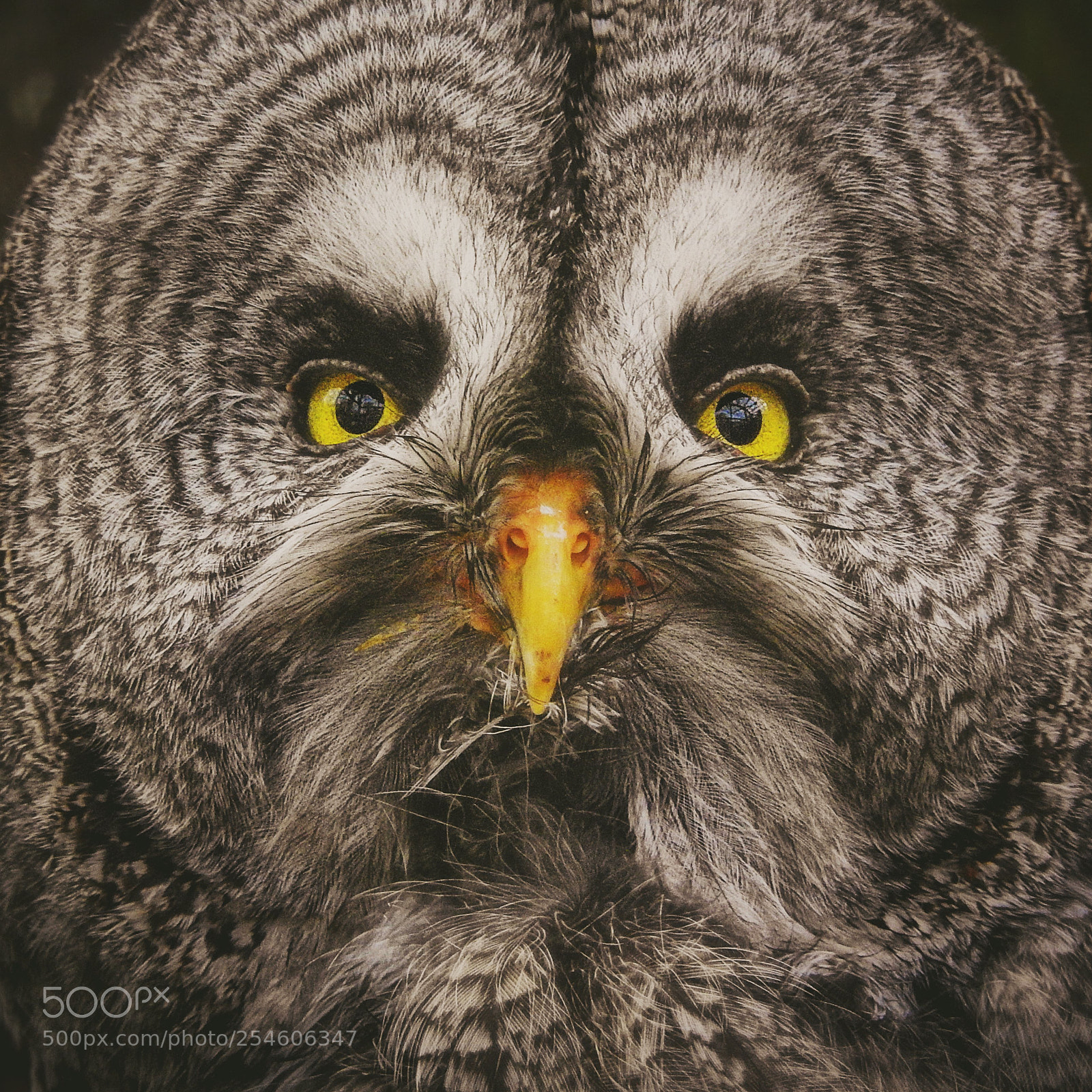 Nikon Coolpix P900 sample photo. Great grey owl photography