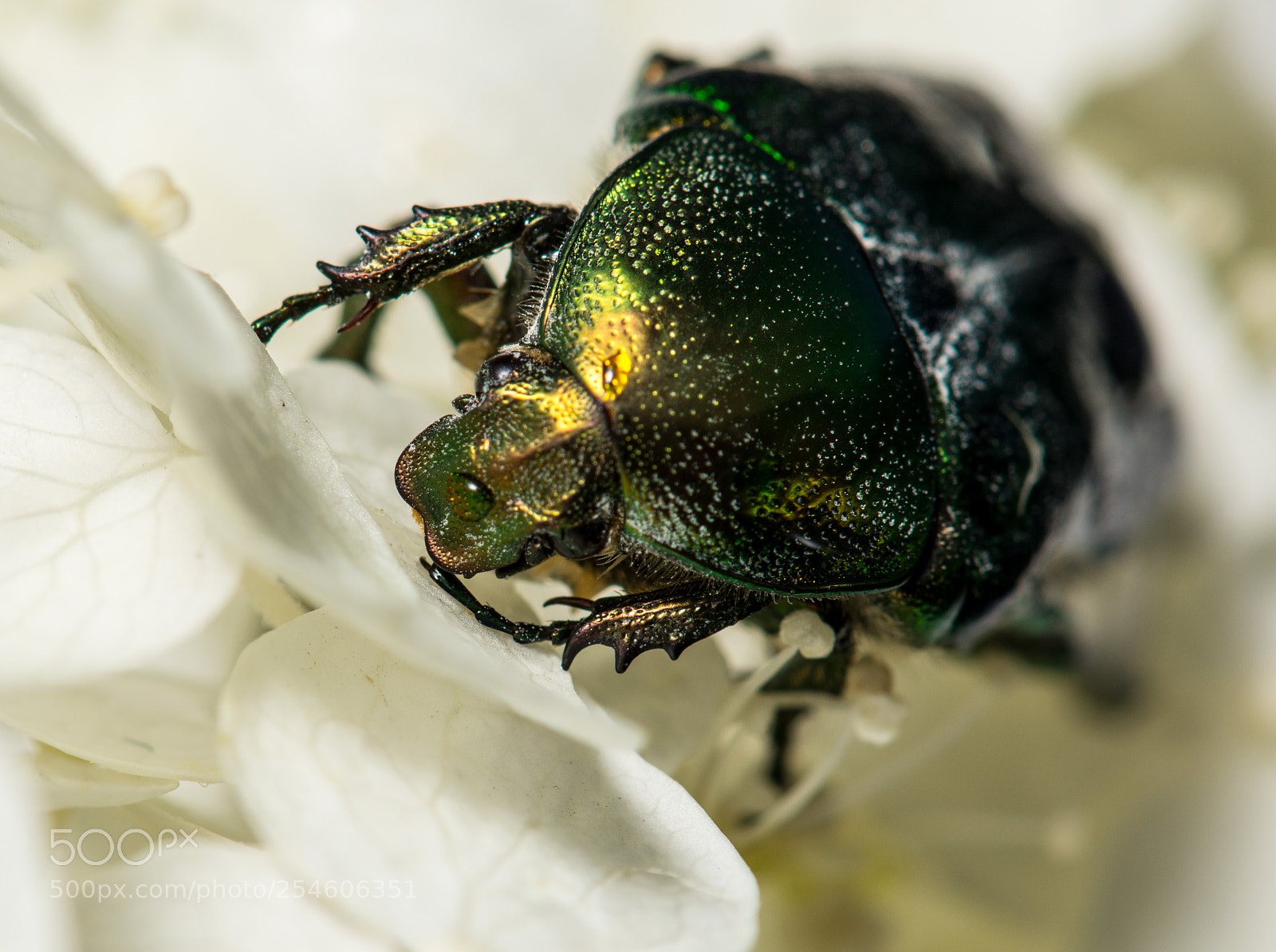 Nikon D7100 sample photo. 4570.jpg photography