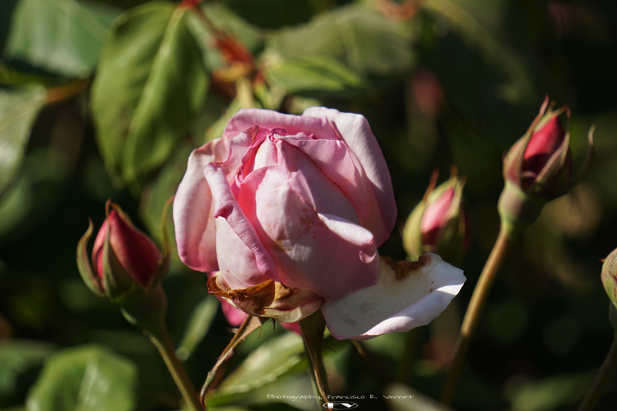 Sony E 55-210mm F4.5-6.3 OSS sample photo. W pink rosed photography