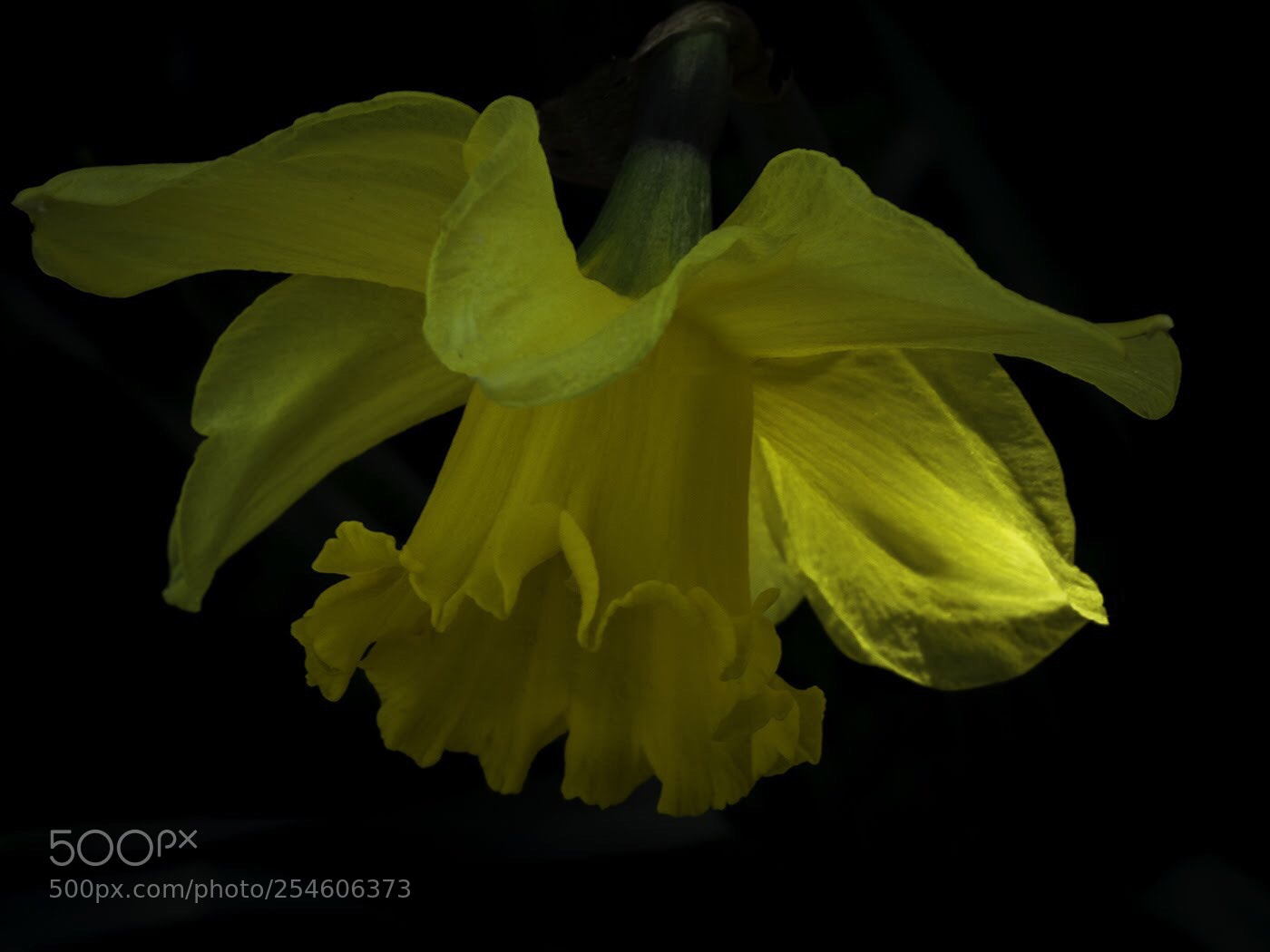 Olympus PEN E-PL5 sample photo. Daffodil lighting photography