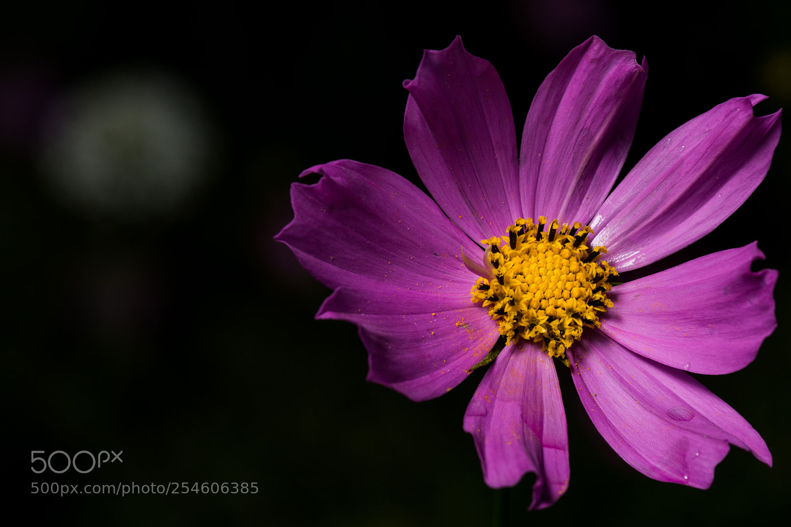 Nikon D7100 sample photo. 4576.jpg photography