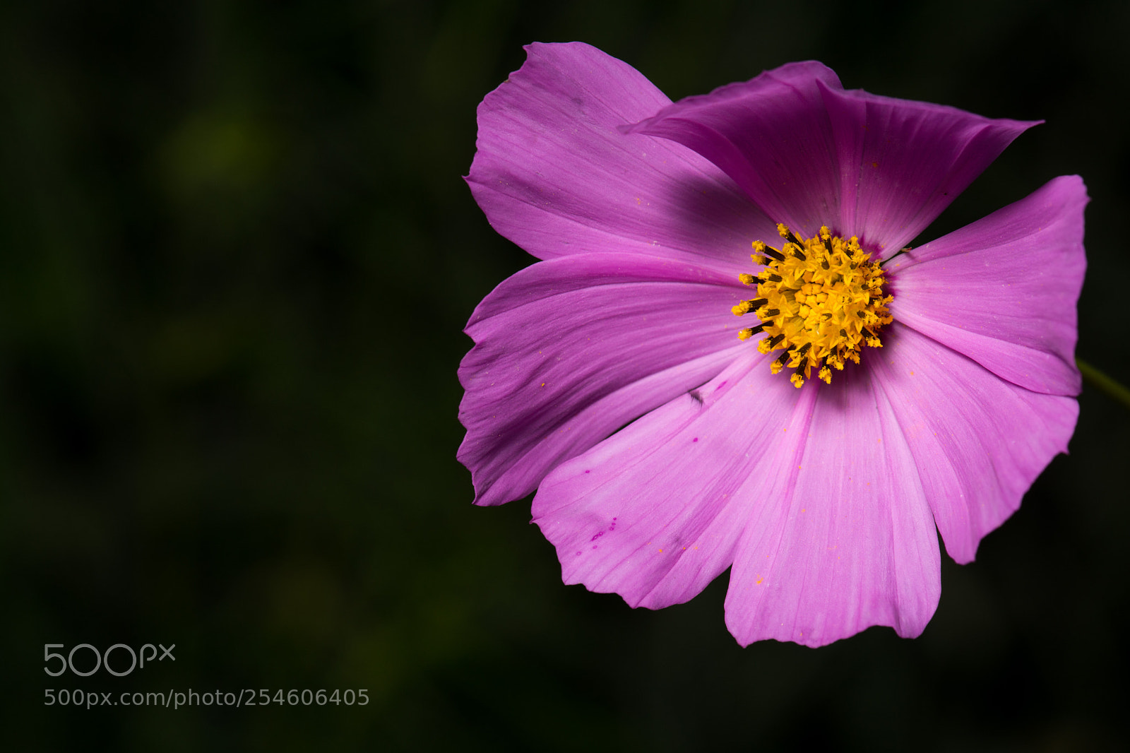 Nikon D7100 sample photo. 4577.jpg photography
