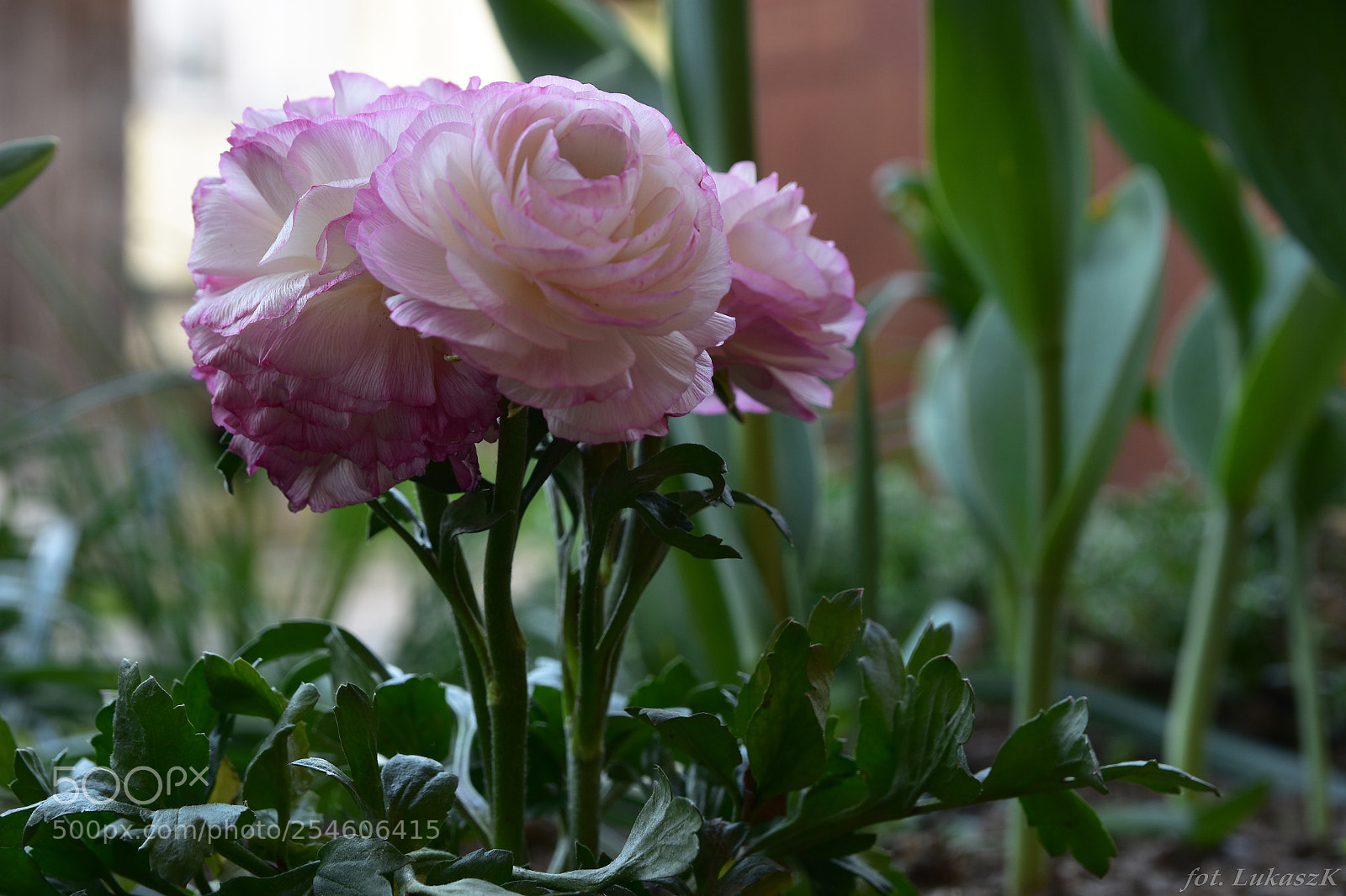 Nikon D7200 sample photo. Flowers 2018 photography