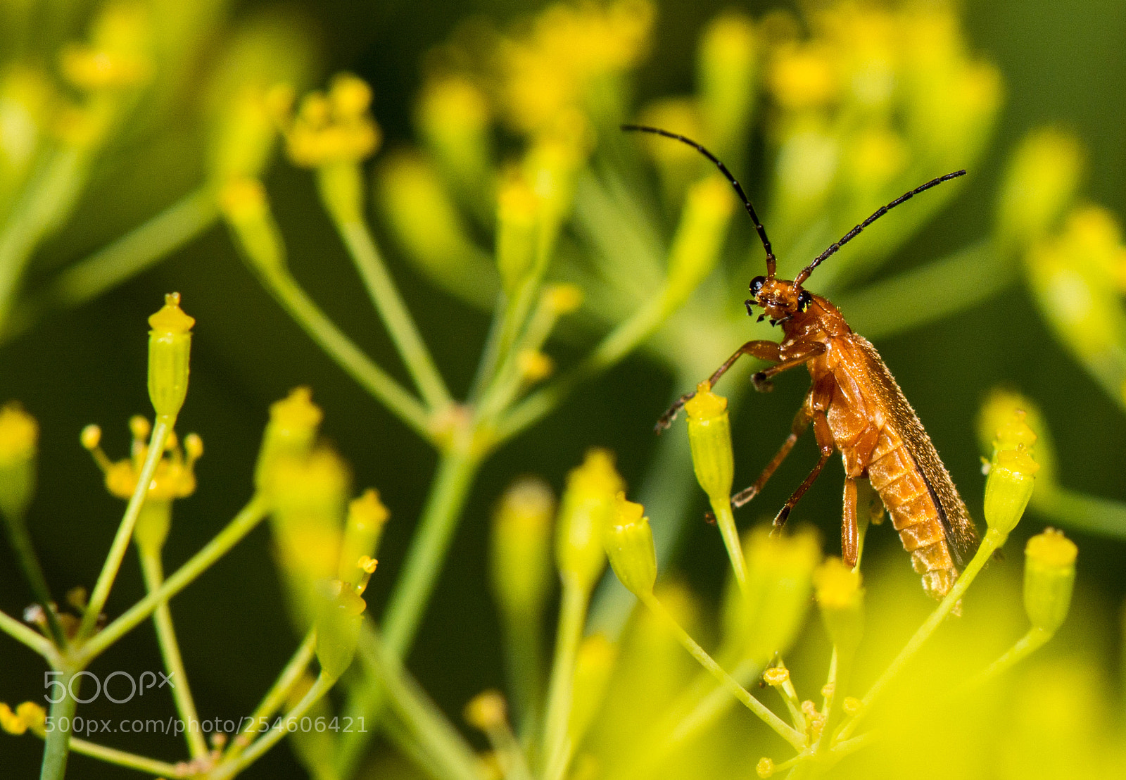 Nikon D7100 sample photo. 4592.jpg photography