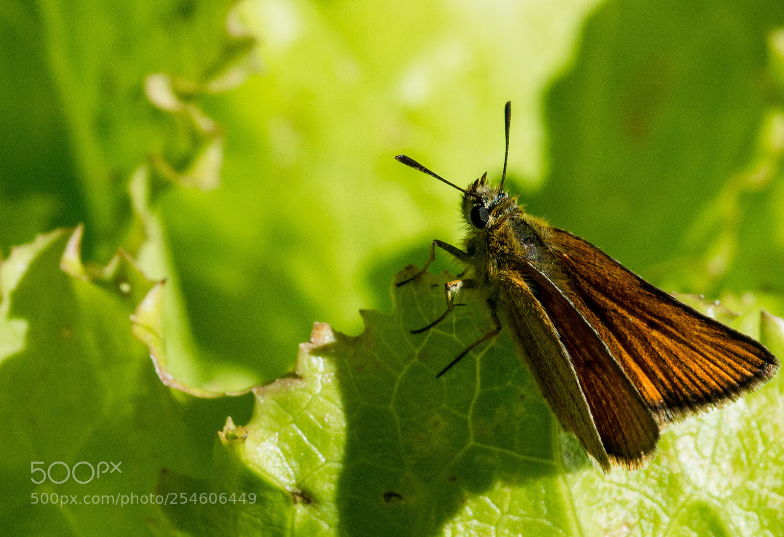 Nikon D7100 sample photo. 4631.jpg photography