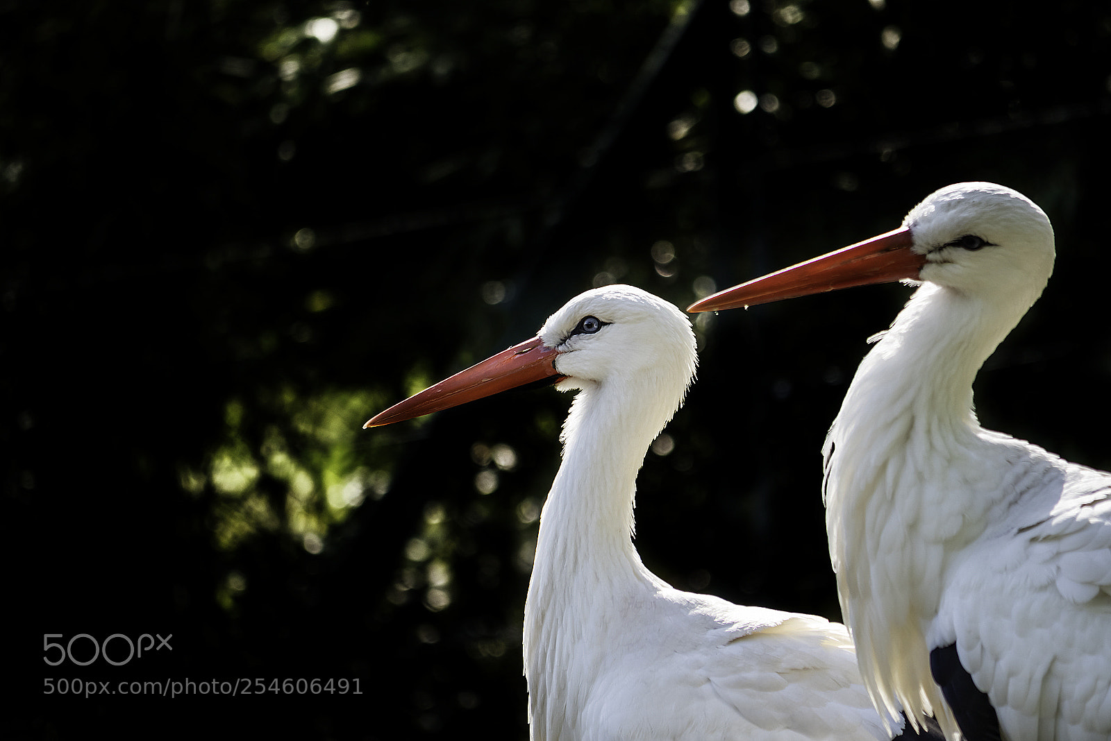 Panasonic Lumix DC-G9 sample photo. "traumpaar!" photography