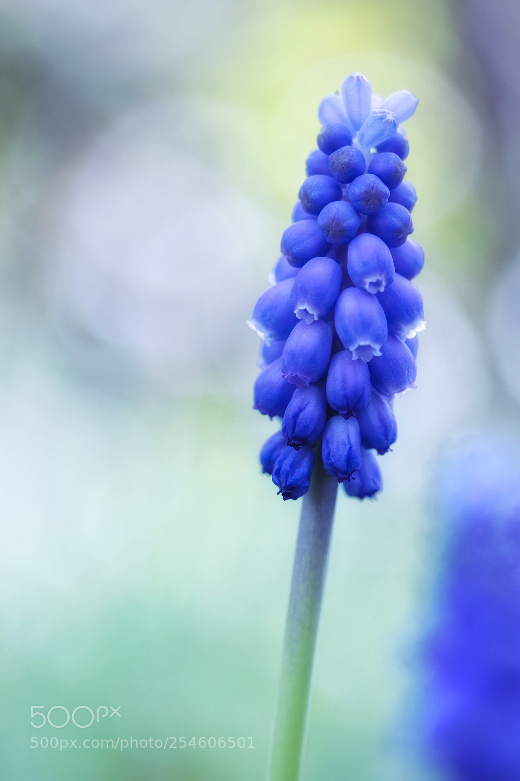 Canon EOS 60D sample photo. Spring is nature's way photography