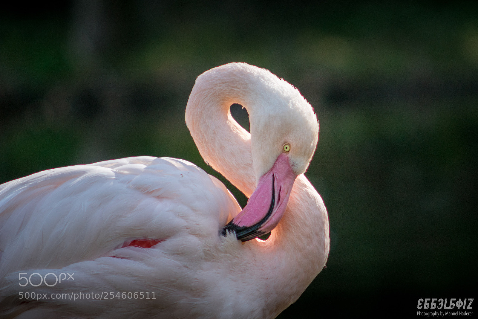 Sony ILCA-77M2 sample photo. Cleaning flamingo photography